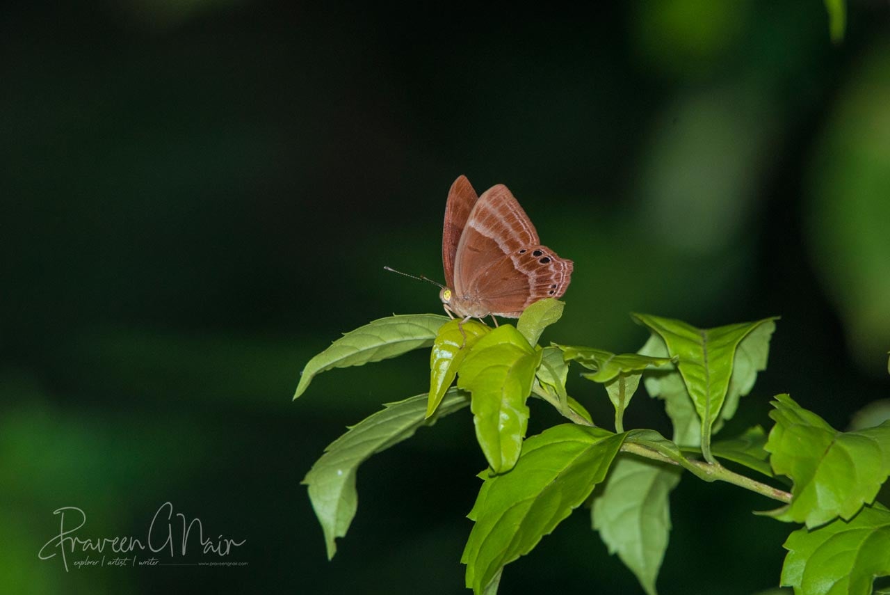 Abisara echerius or Plum Judy