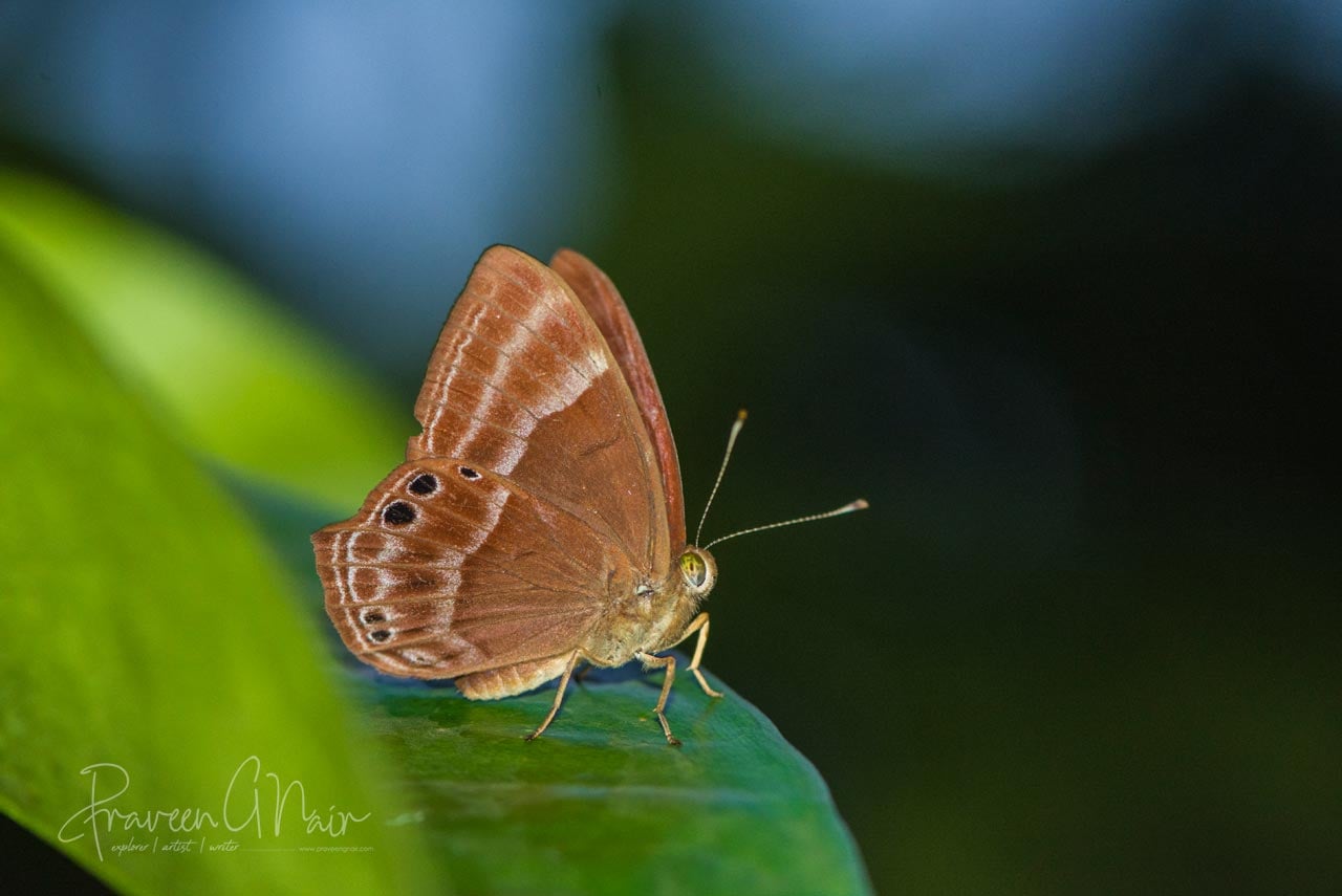 Abisara echerius or Plum Judy