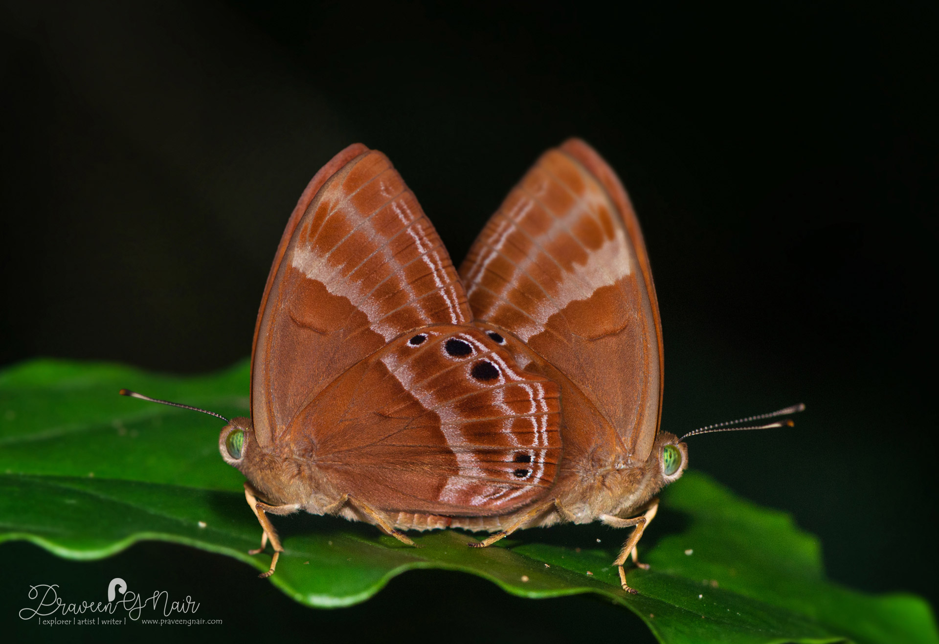 Abisara echerius or plum Judy mating pair