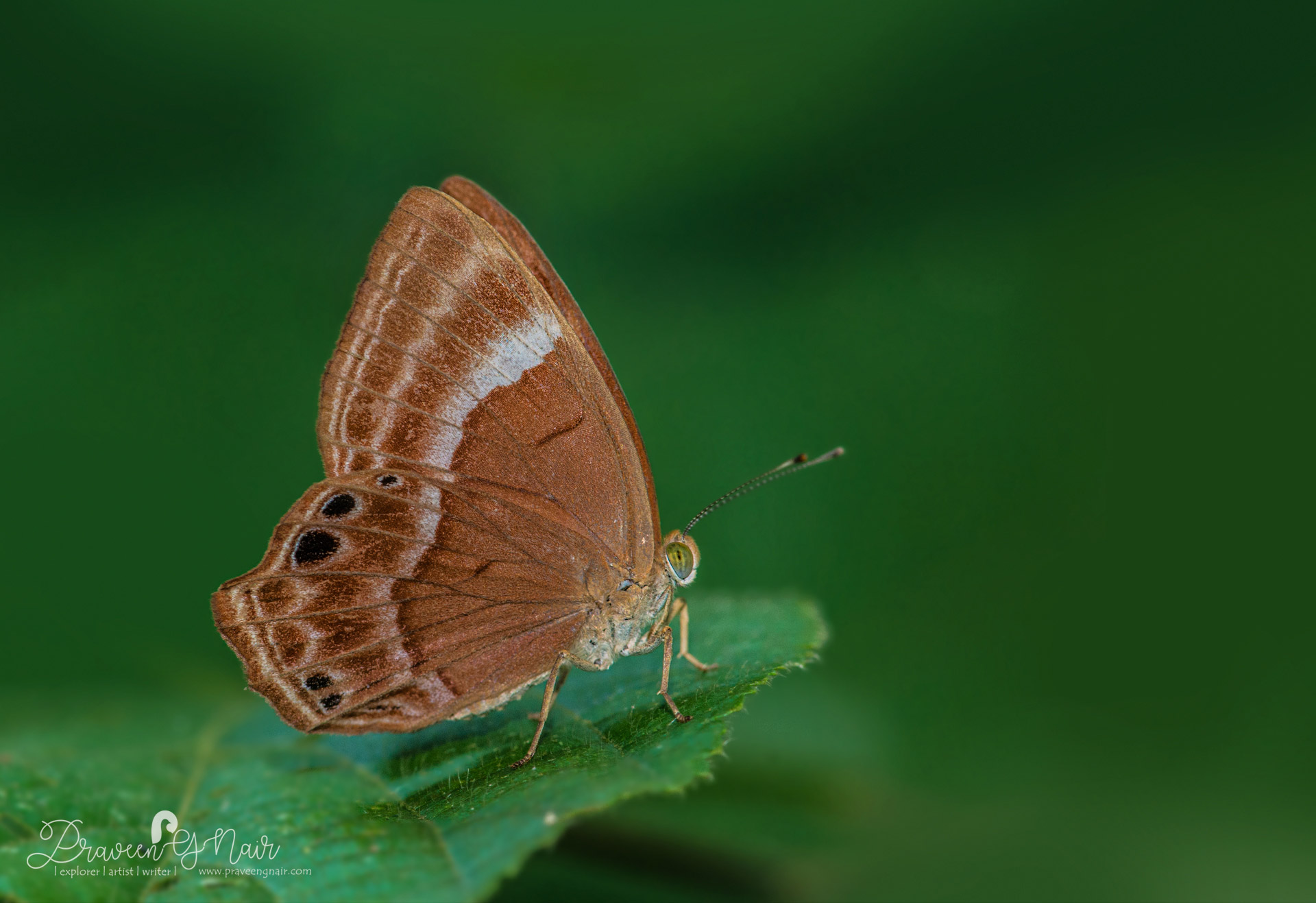 Abisara echerius or plum Judy
