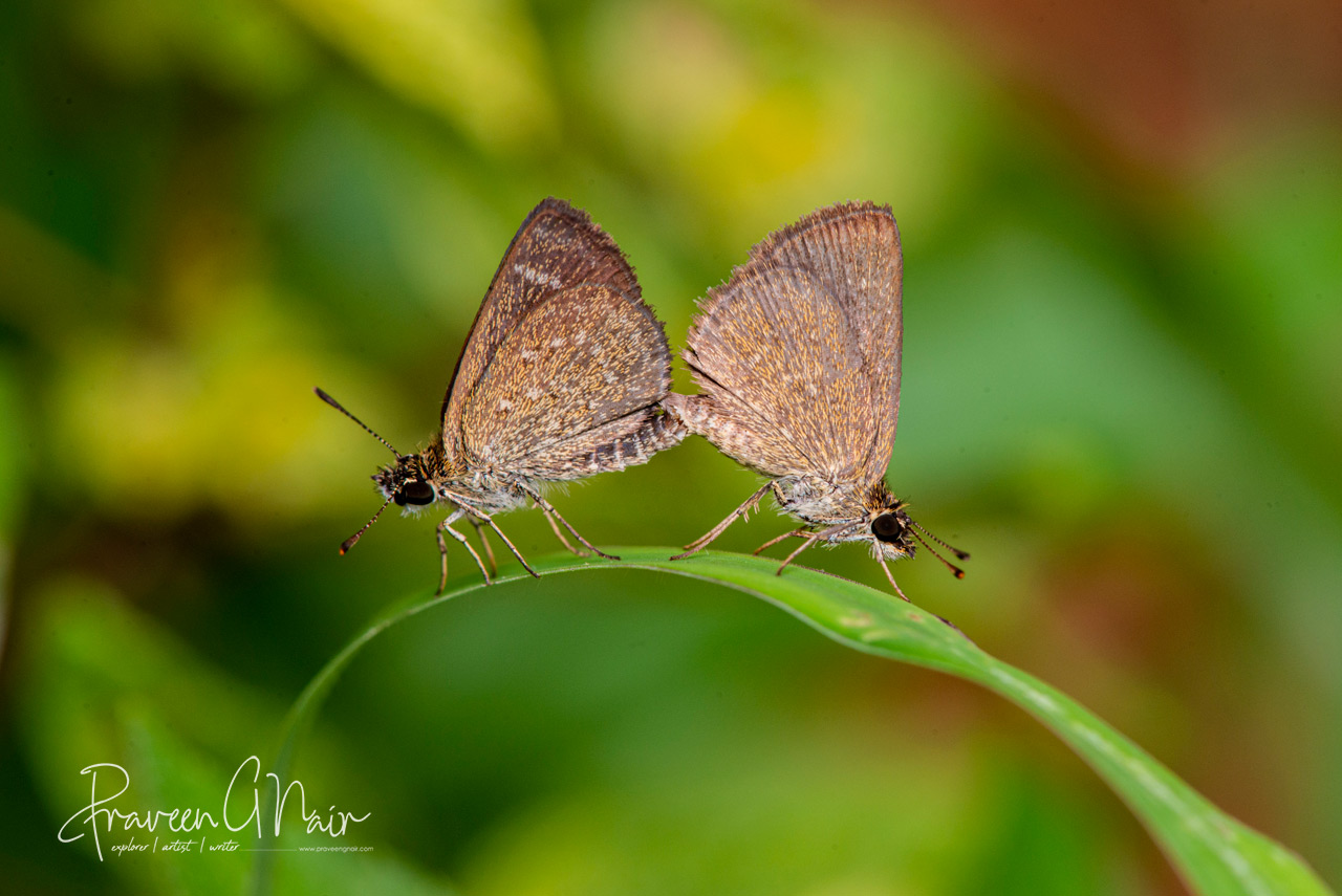 Aeromachus pygmaeus, pygmy scrub-hopper Mating pair