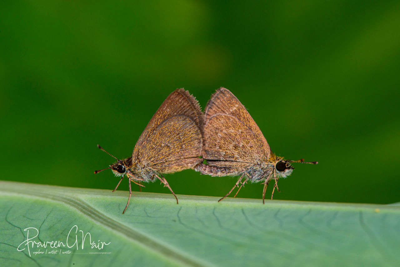 Aeromachus pygmaeus, pygmy scrub-hopper Mating pair