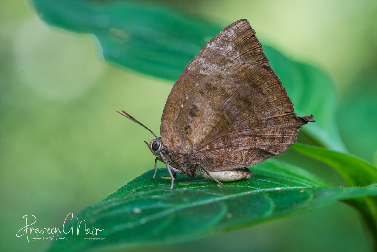 Arhopala centaurus or Centaur Oakblue