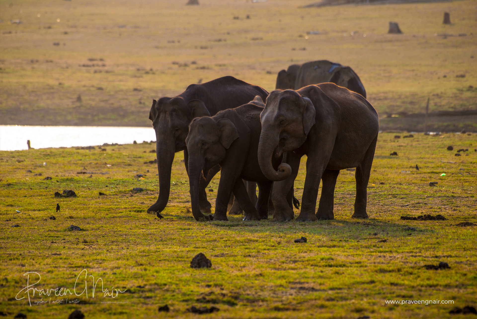 Asiatic Elephant group in Nagarhole National Park