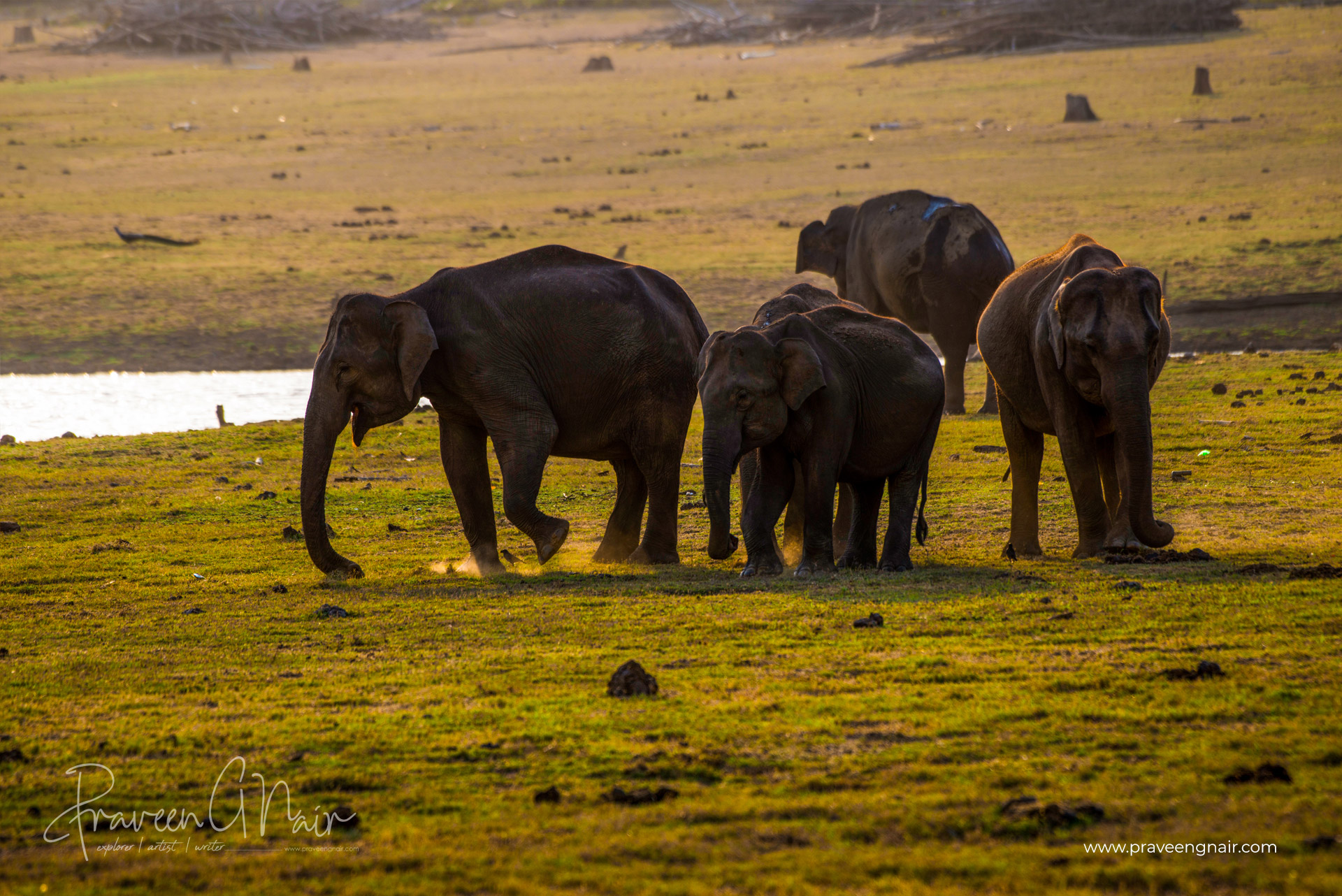 Asiatic Elephant group in Nagarhole National Park