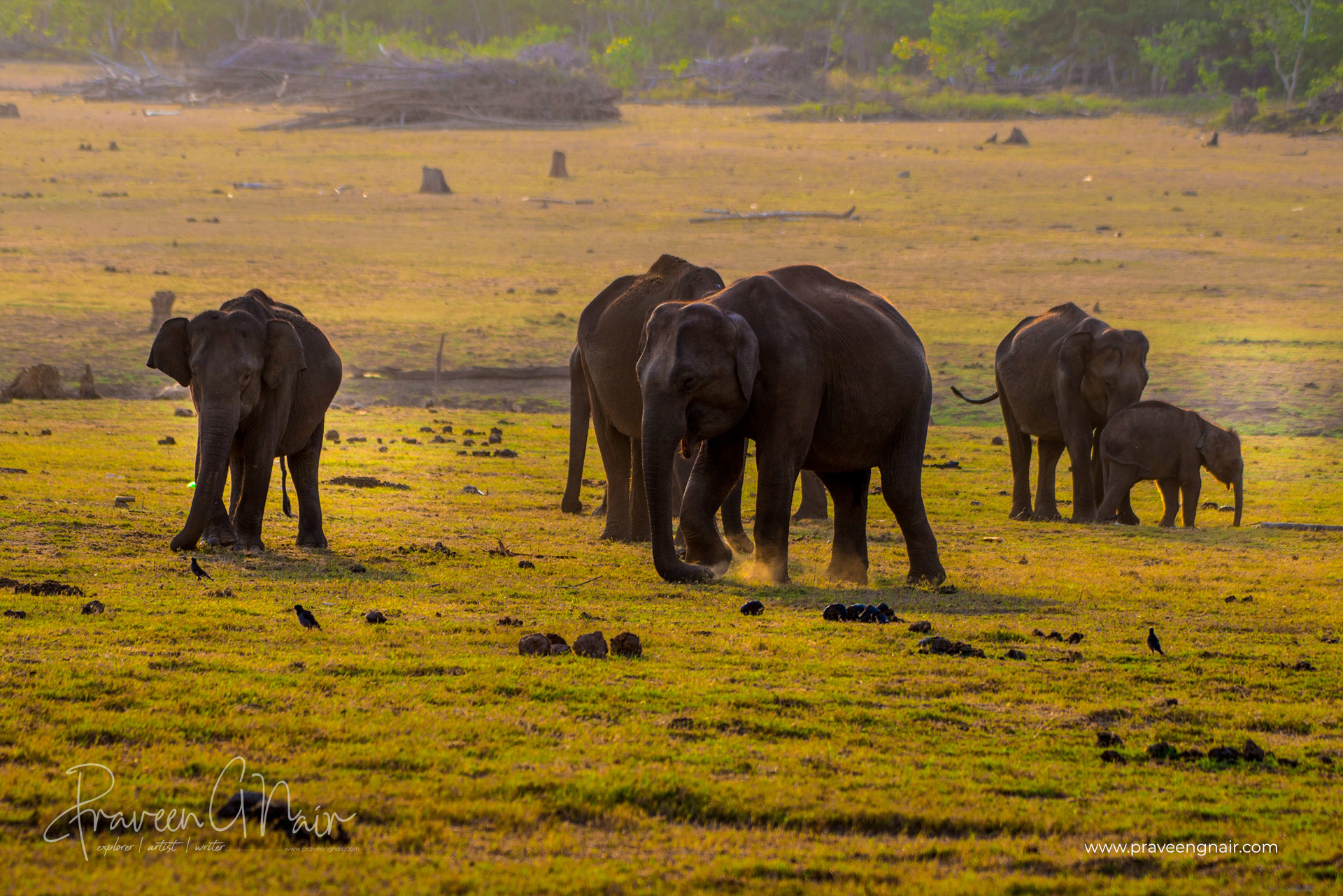 Asiatic Elephant group in Nagarhole National Park