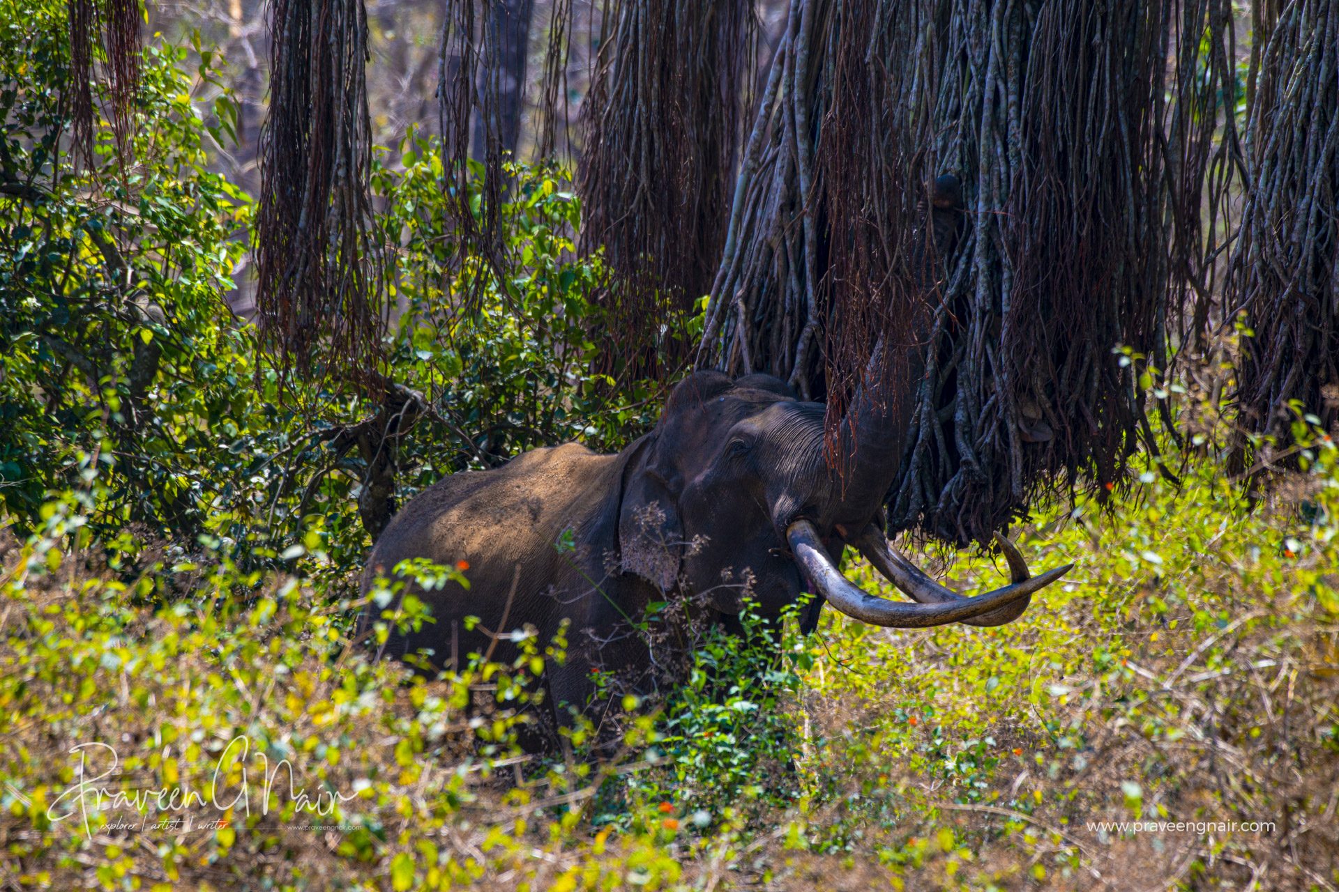 Bhogeshwarar_Mr. Kabini_tusker
