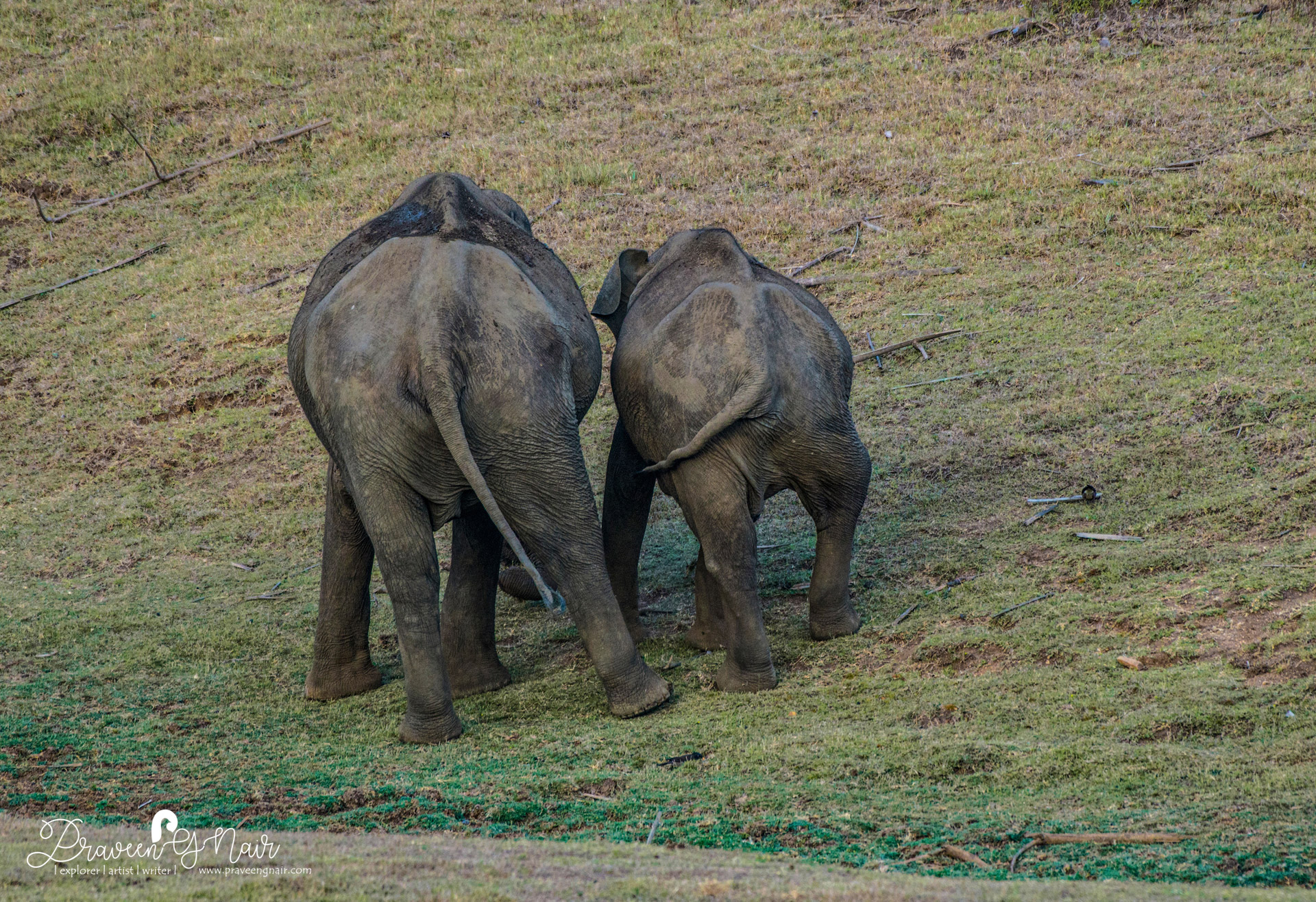 Asiatic Elephant in Nagarhole National Park of India enjoying food