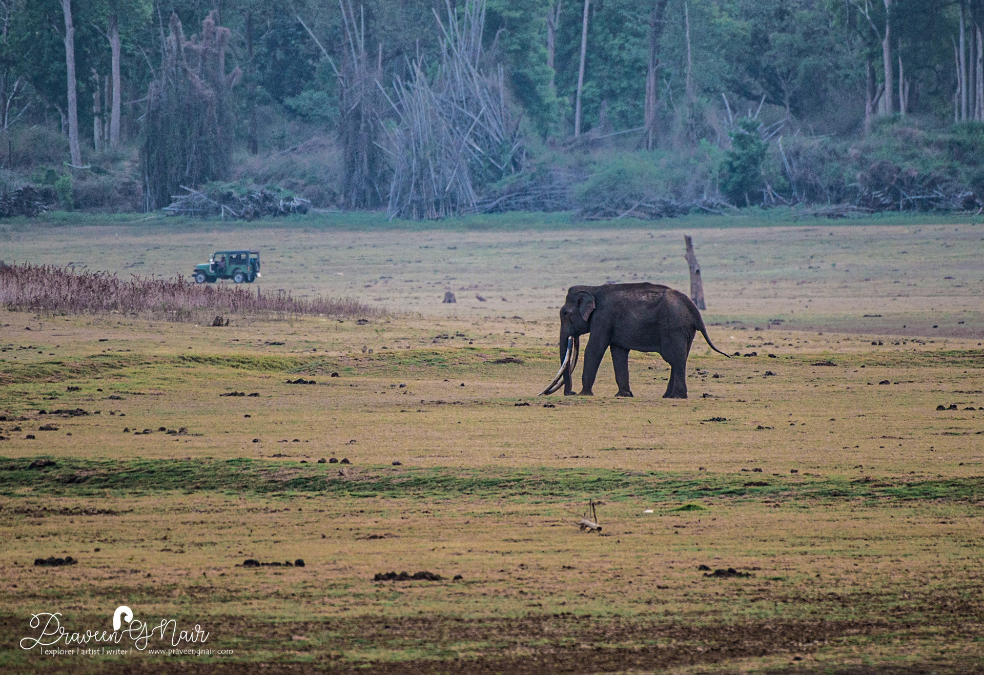  Asiatic Elephant in Nagarhole National Park of India