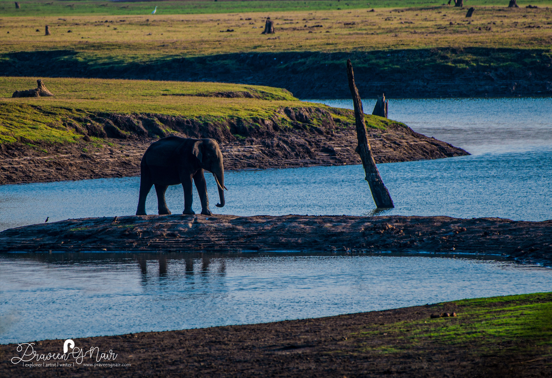 Asiatic Elephant in Nagarhole National Park