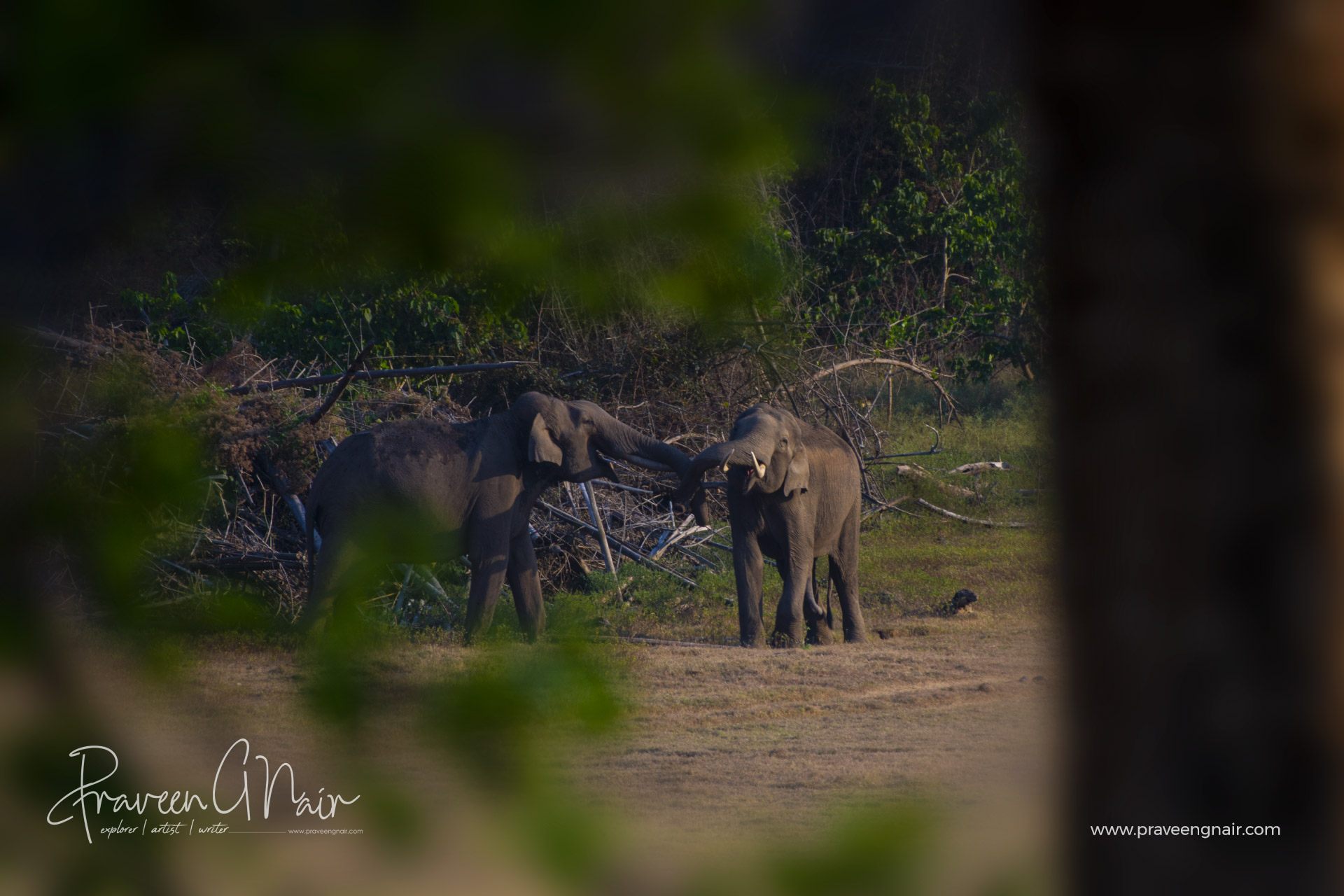 Bhogeshwar-and-brother-Asiatic-Elephant-in-Nagarhole-National-Park-of-India_sharing_love