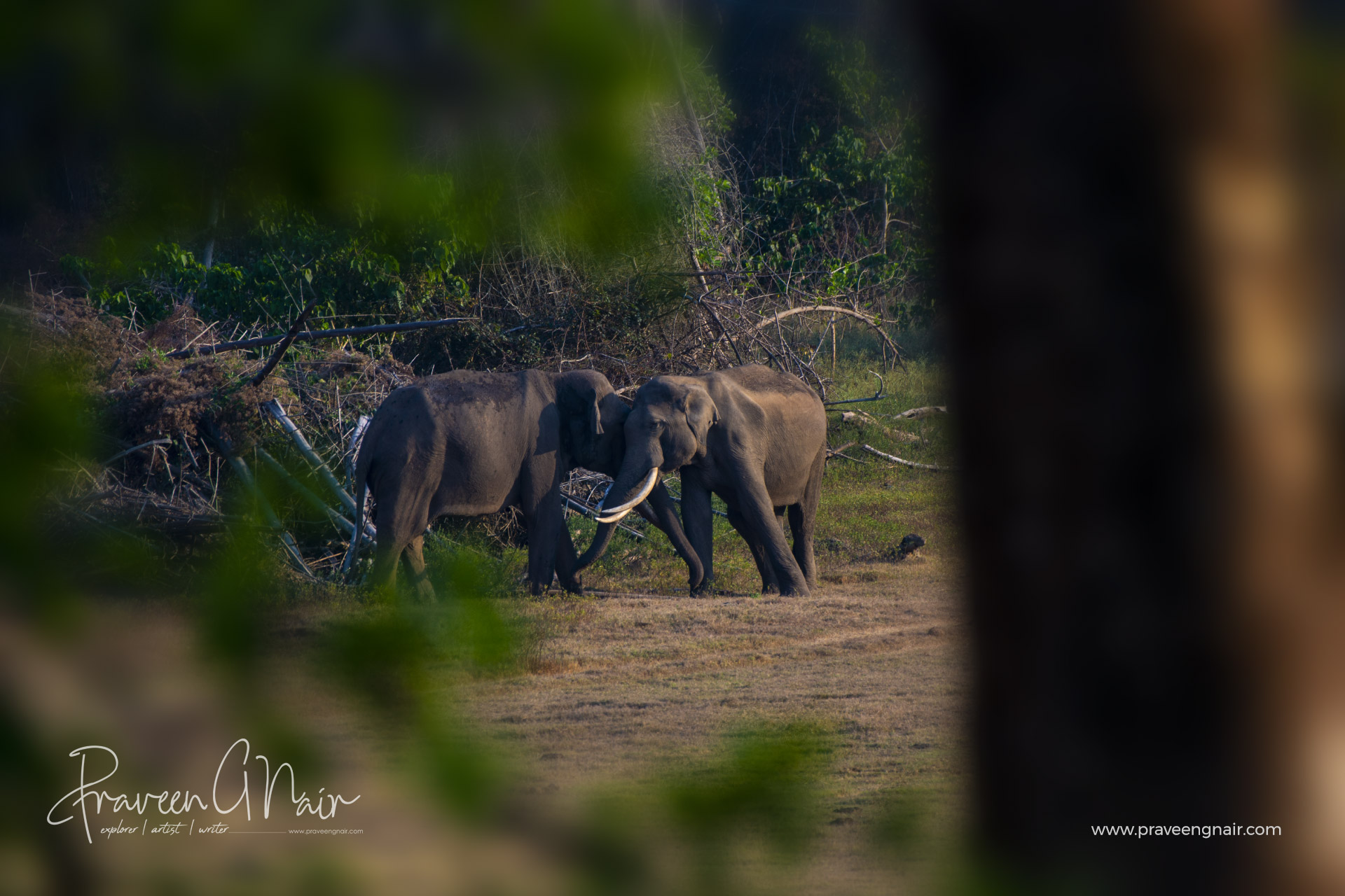 Bhogeshwar-and-brother-Asiatic-Elephant-in-Nagarhole-National-Park-of-India