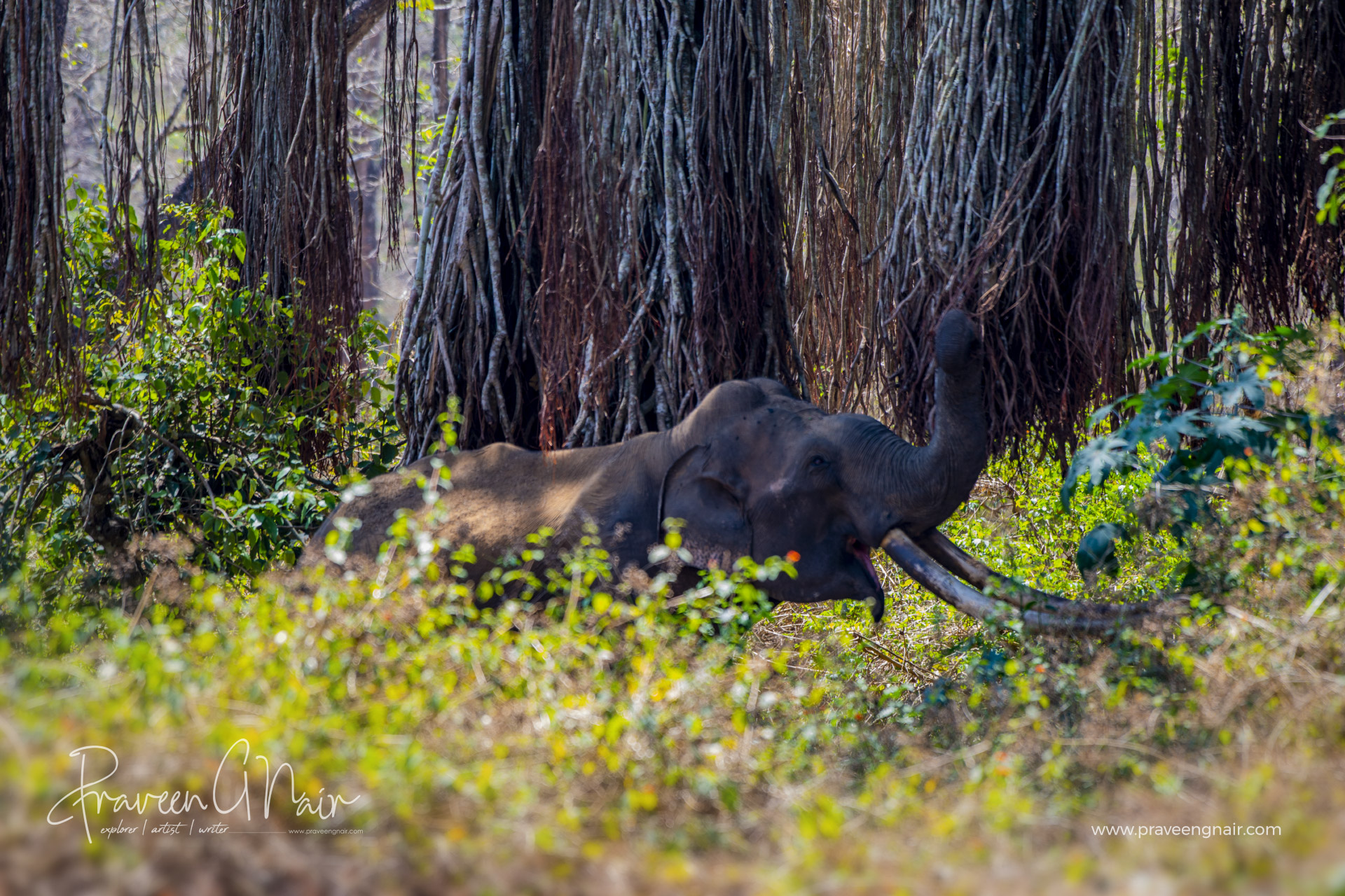 Bhogeshwar-Asiatic-Elephant-in-Nagarhole-National-Park-of-India