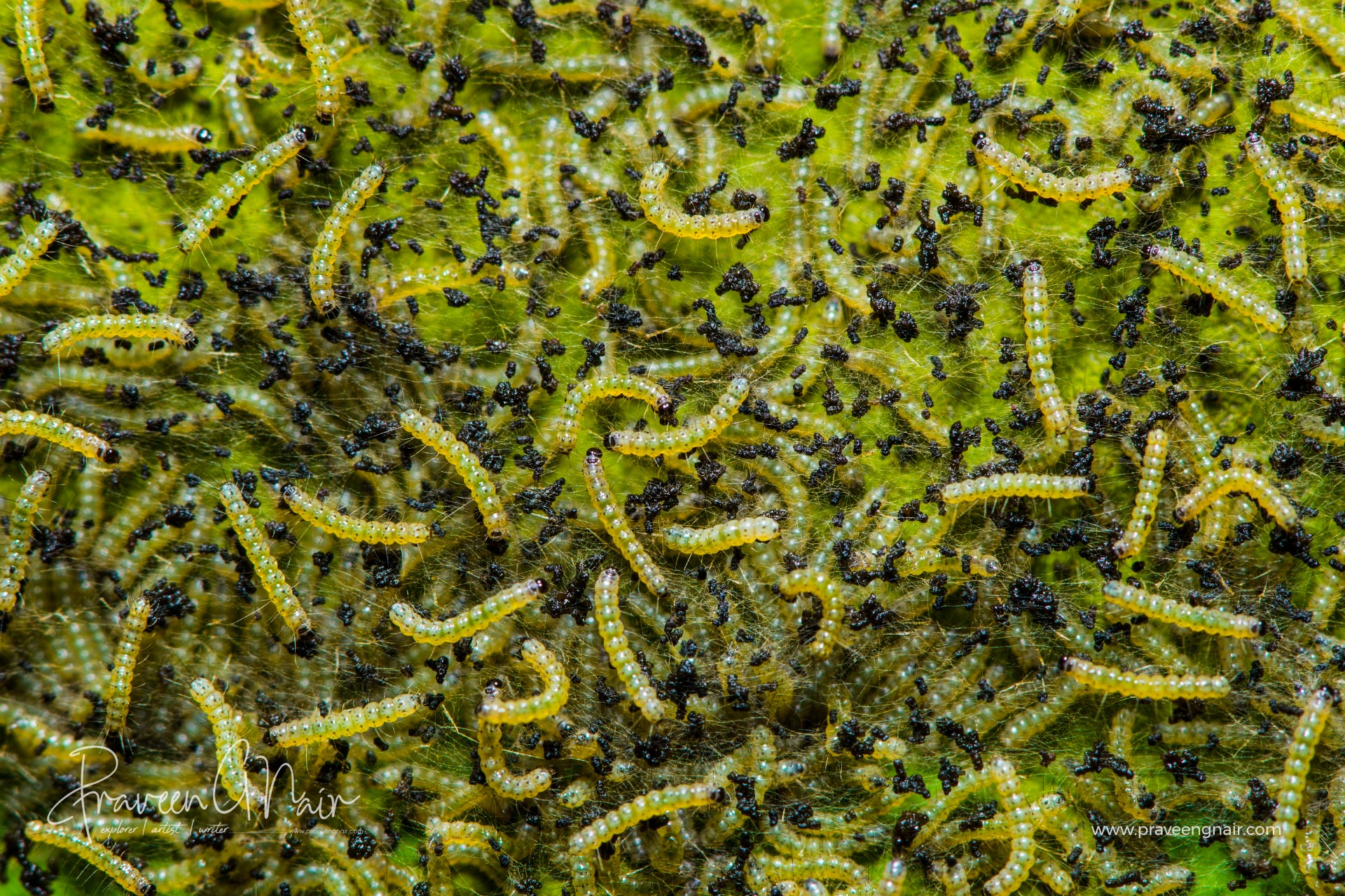 Bihar hairy caterpillar or Spilosoma obliqua