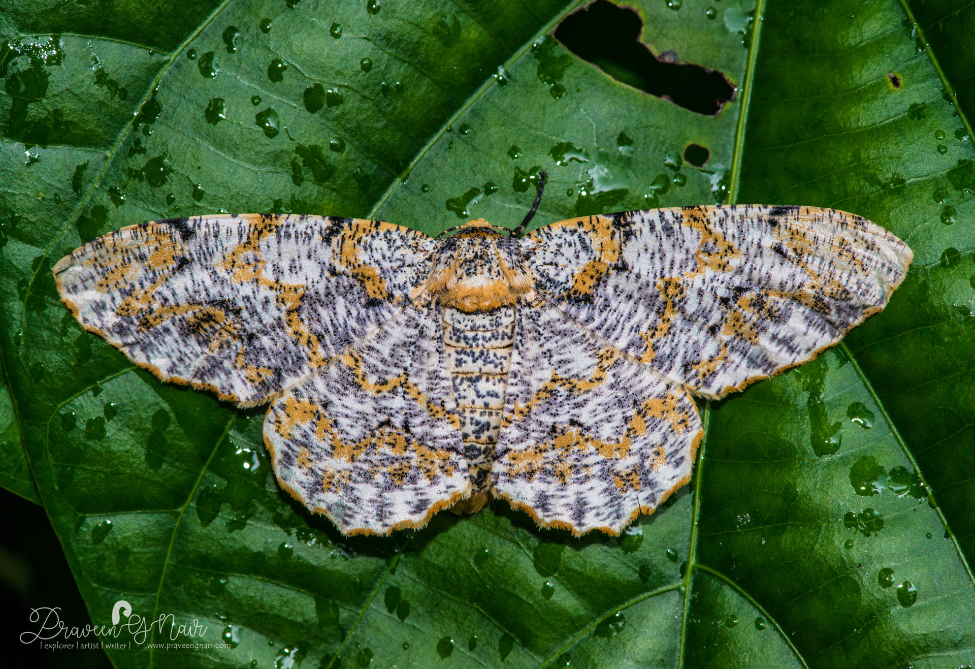 Biston suppressaria or  tea looper moth