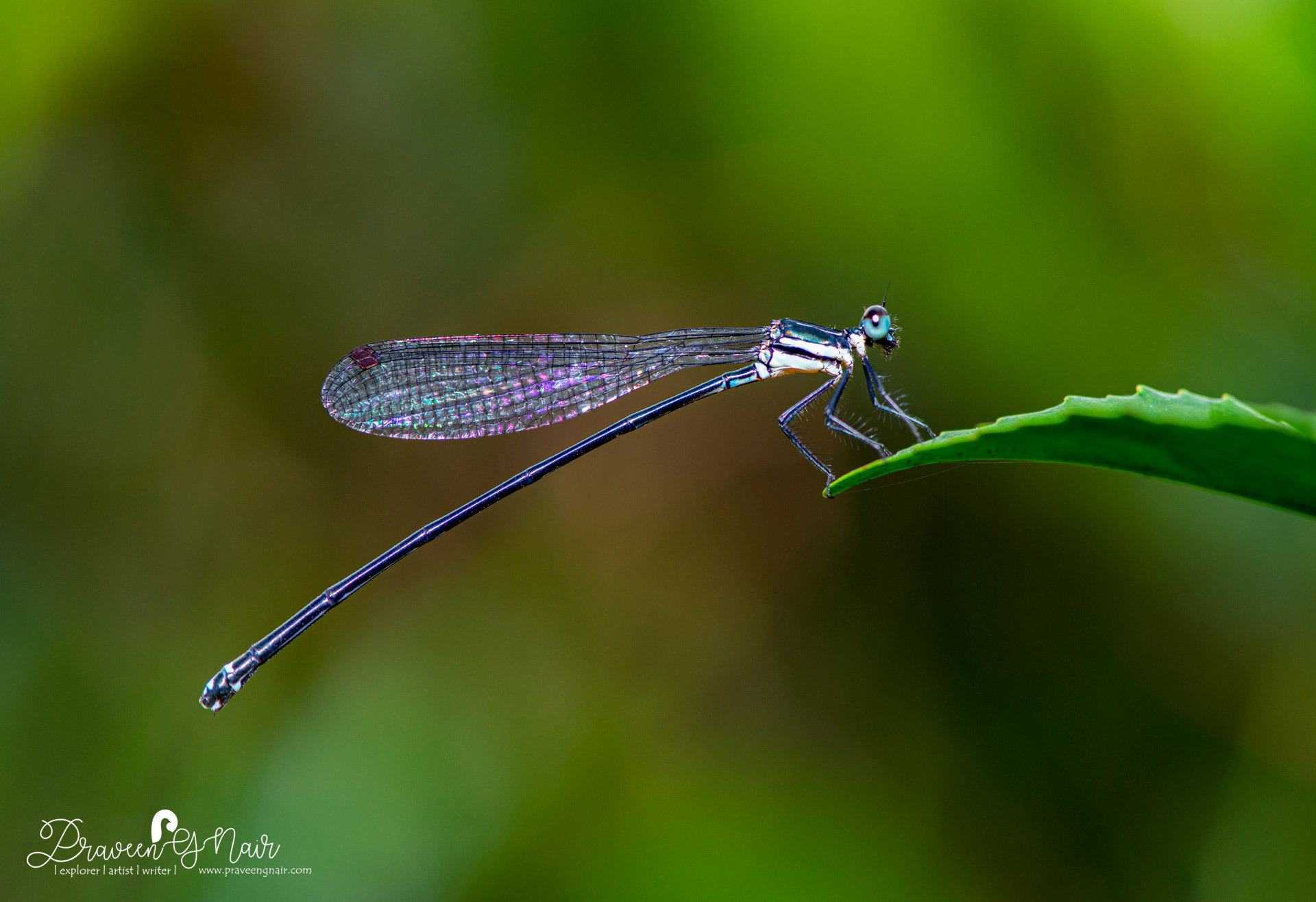 Caconeura-ramburi female