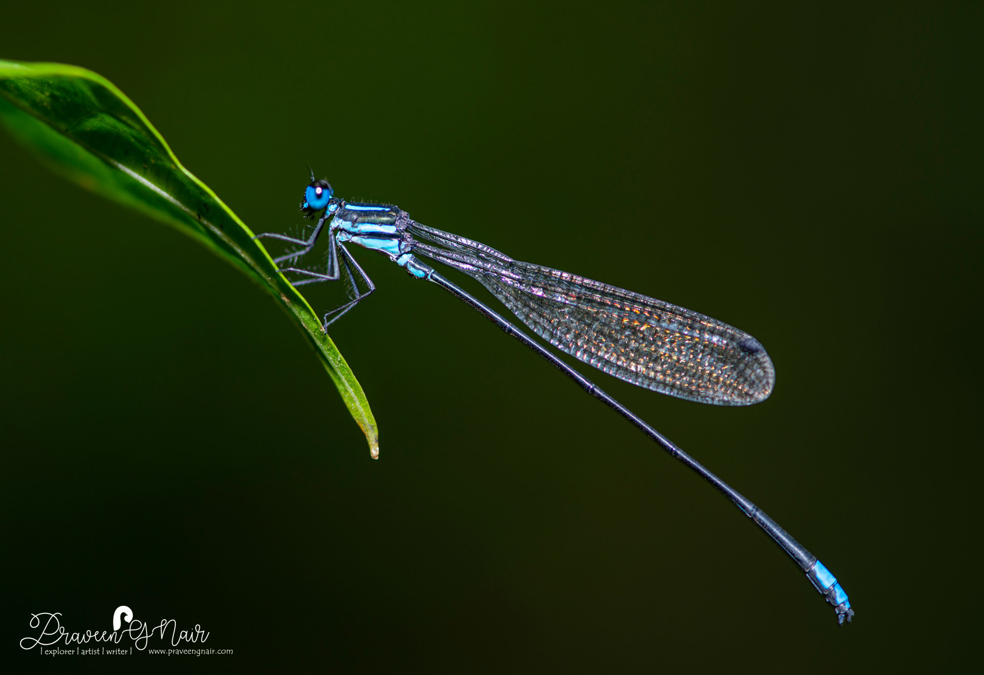 Caconeura-ramburi male