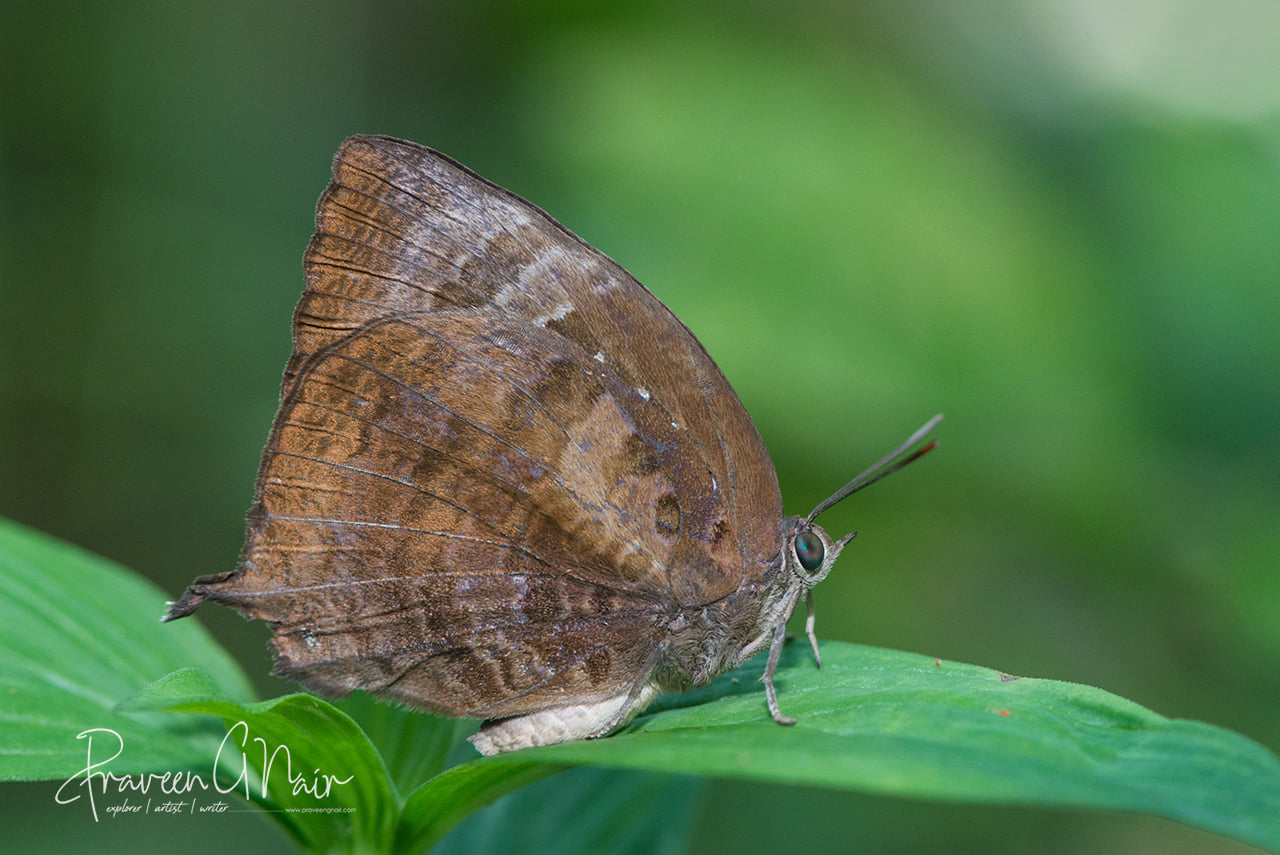 Centaur Oakblue, Arhopala centaurus