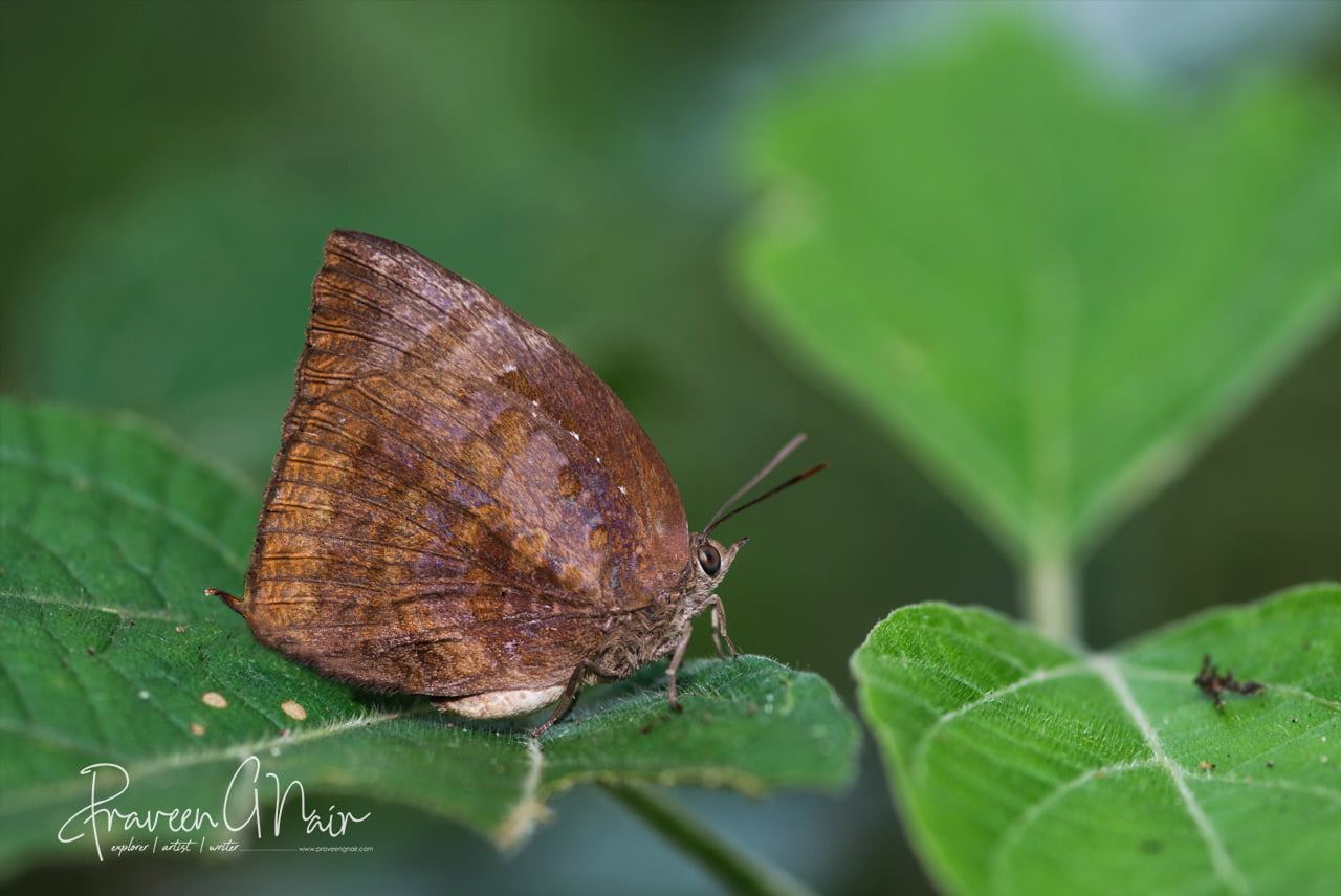 Centaur Oakblue, Arhopala centaurus