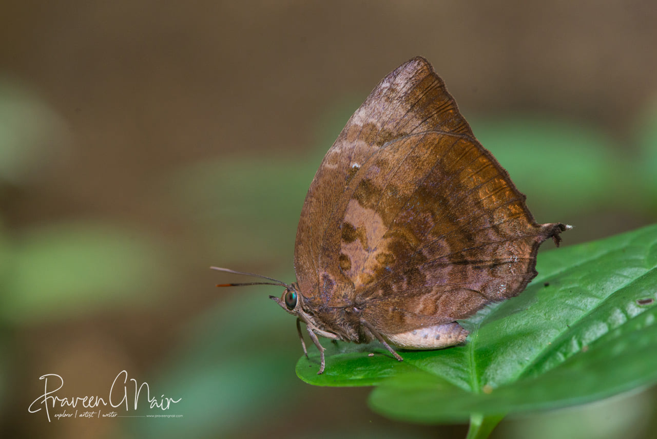 Centaur Oakblue, Arhopala centaurus