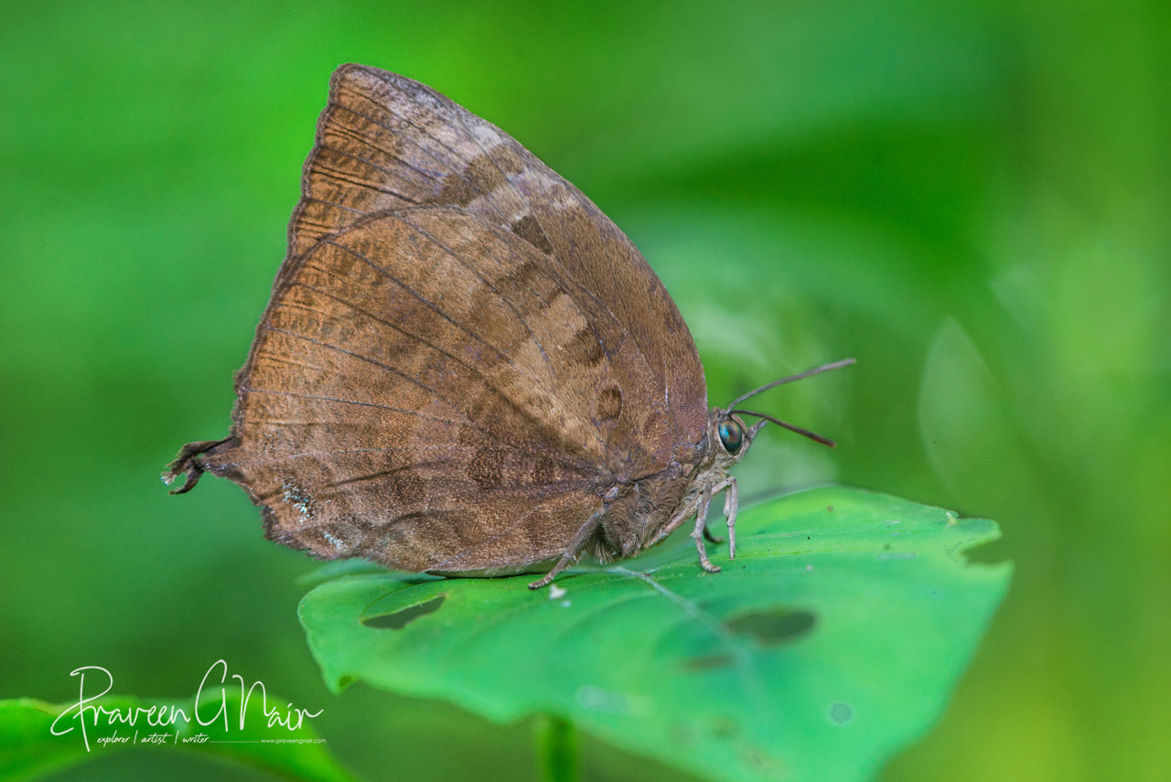 Centaur Oakblue, Arhopala centaurus