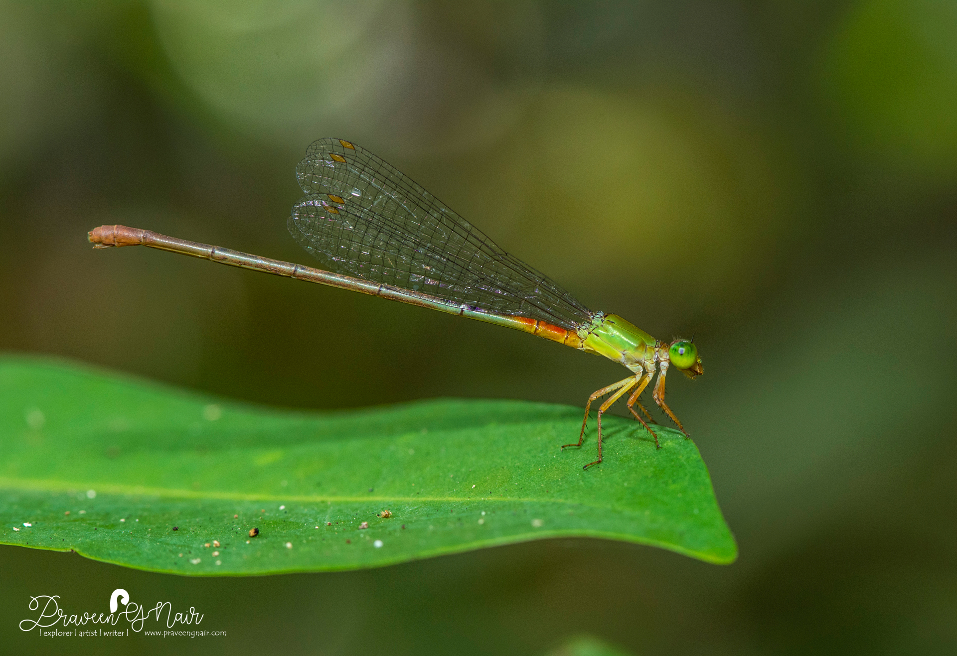 Ceriagrion cerinorubellum  male