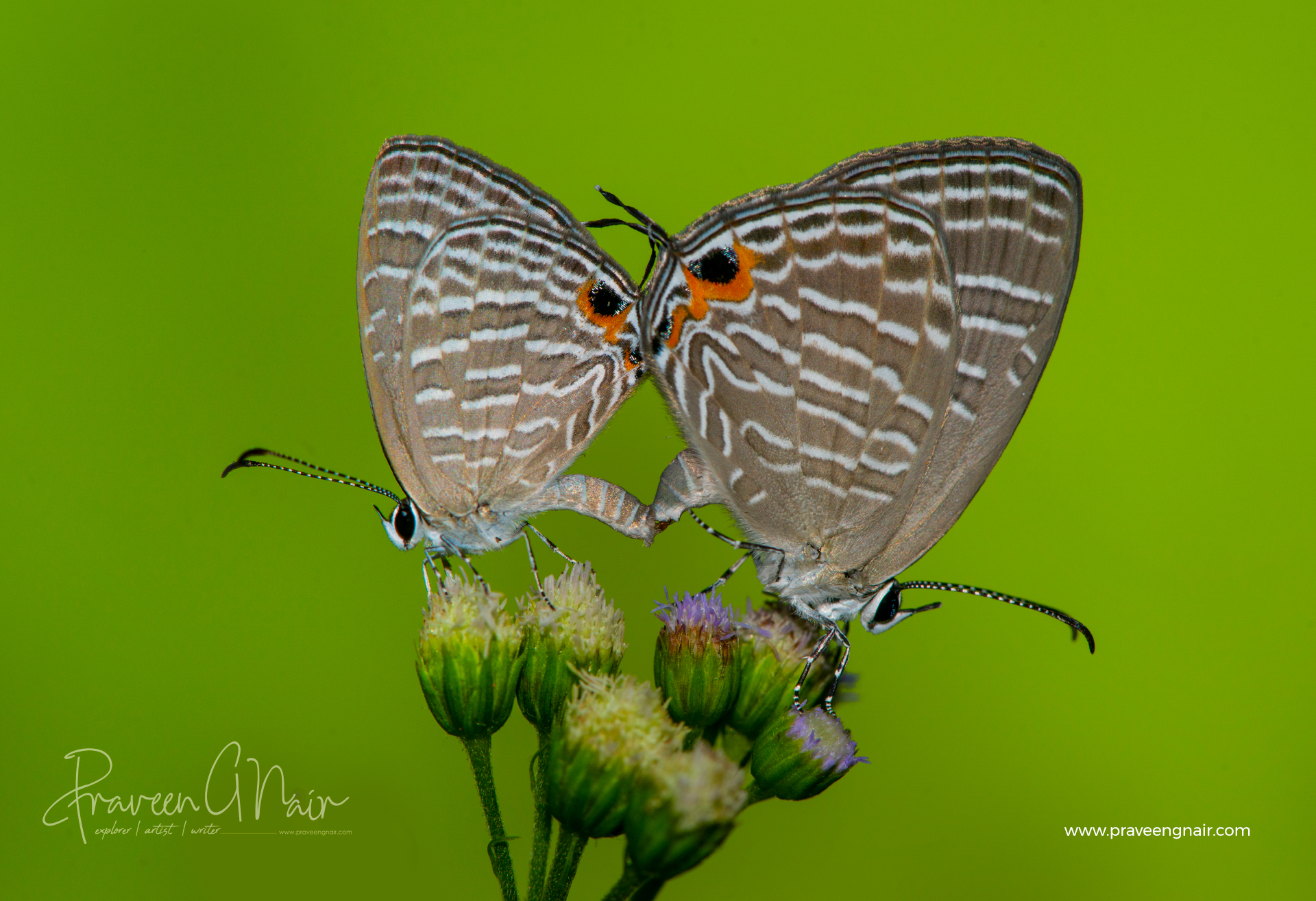 common cerulean mating pair