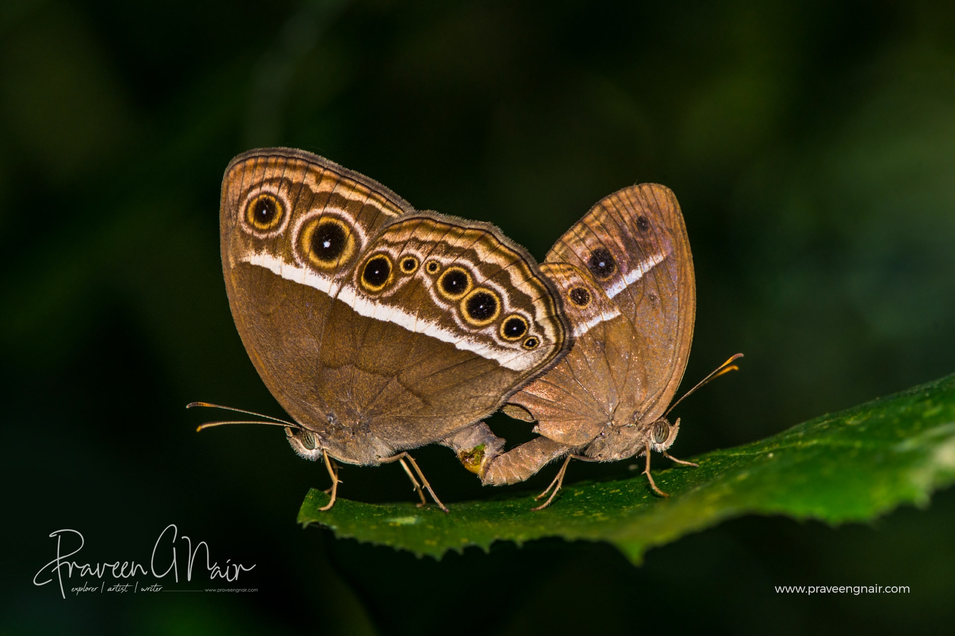 Dark-brand-bush-brown Pair mating