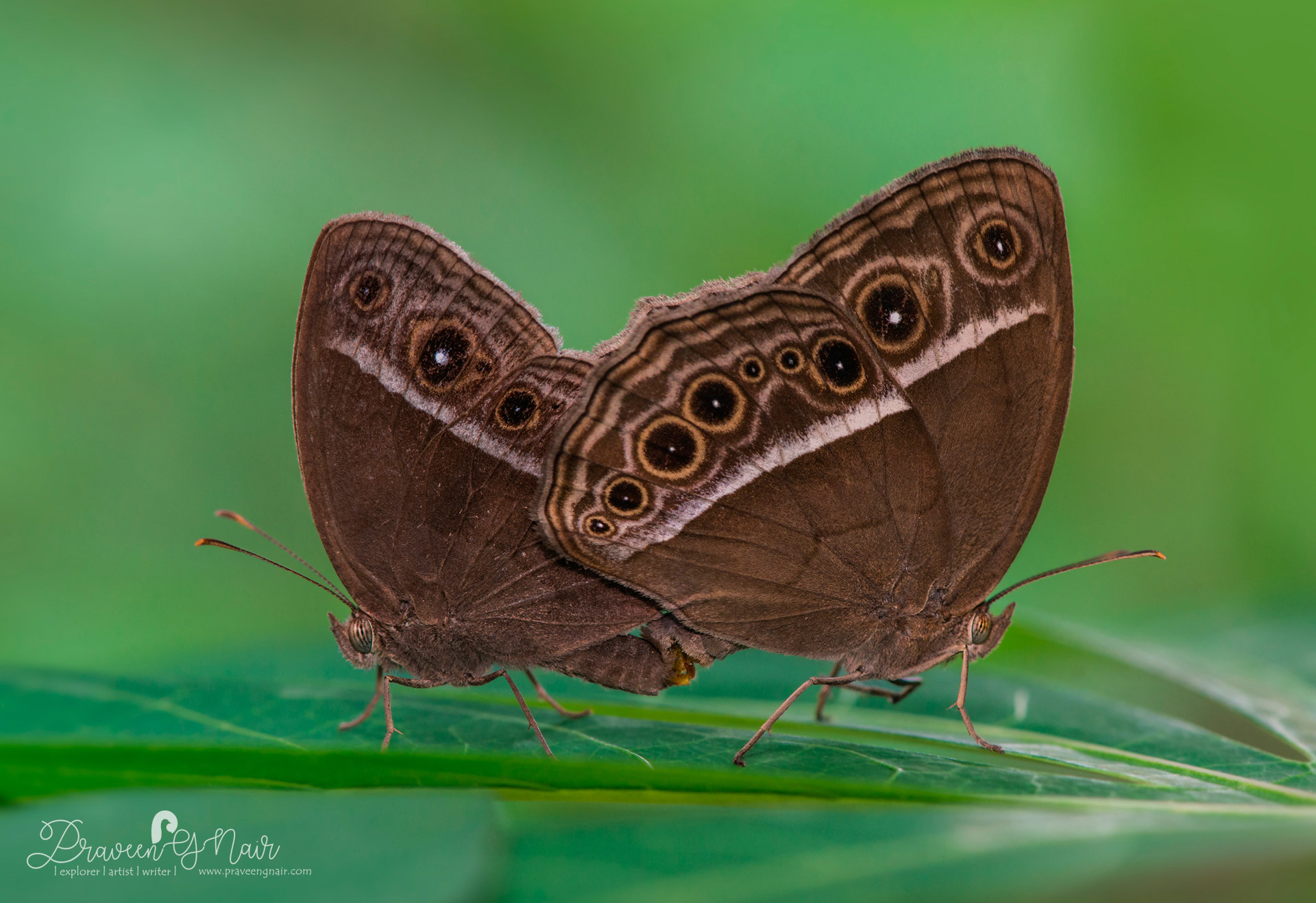 Mycalesis mineus Pair mating, dark-brand bush brown Pair mating