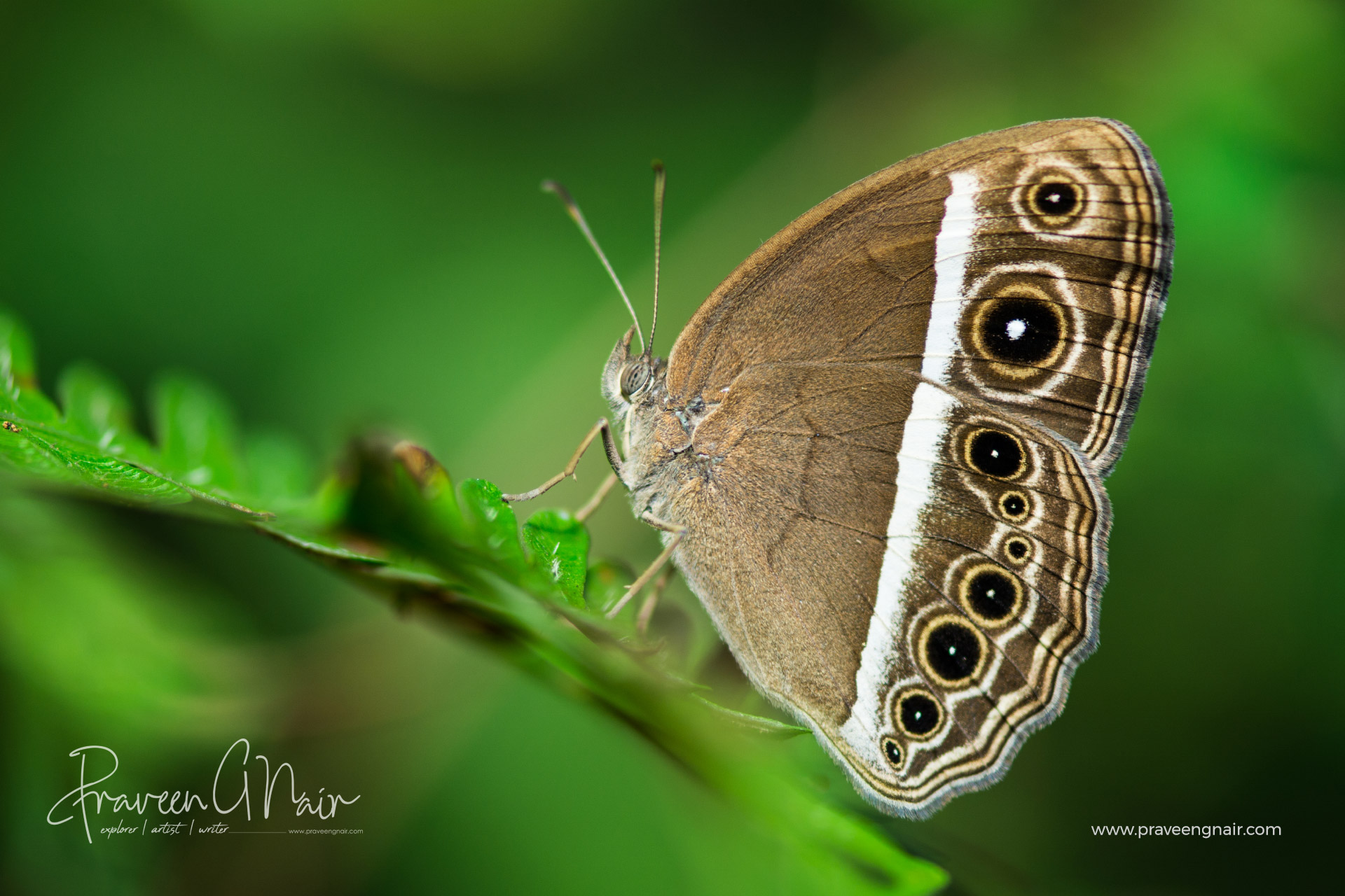 Dark-brand-bush-brown