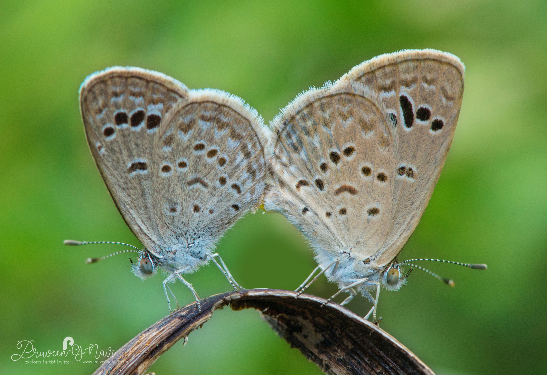 Dark grass blue butterfly, Zizeeria karsandra, ഇരുളൻ പുൽനീലി, Grass blues, Lycaenidae