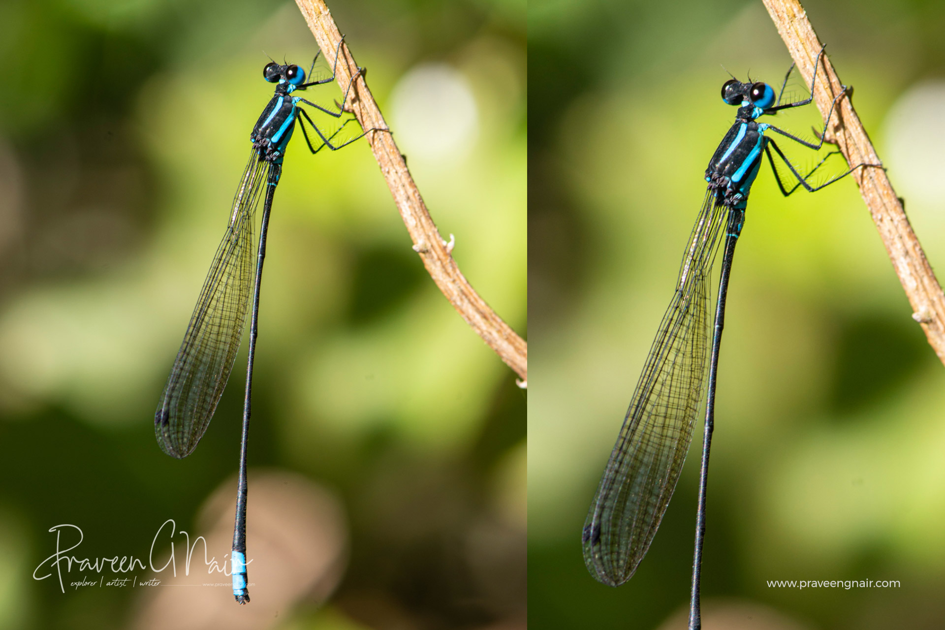 Esme mudiensis male, Travancore bambootail