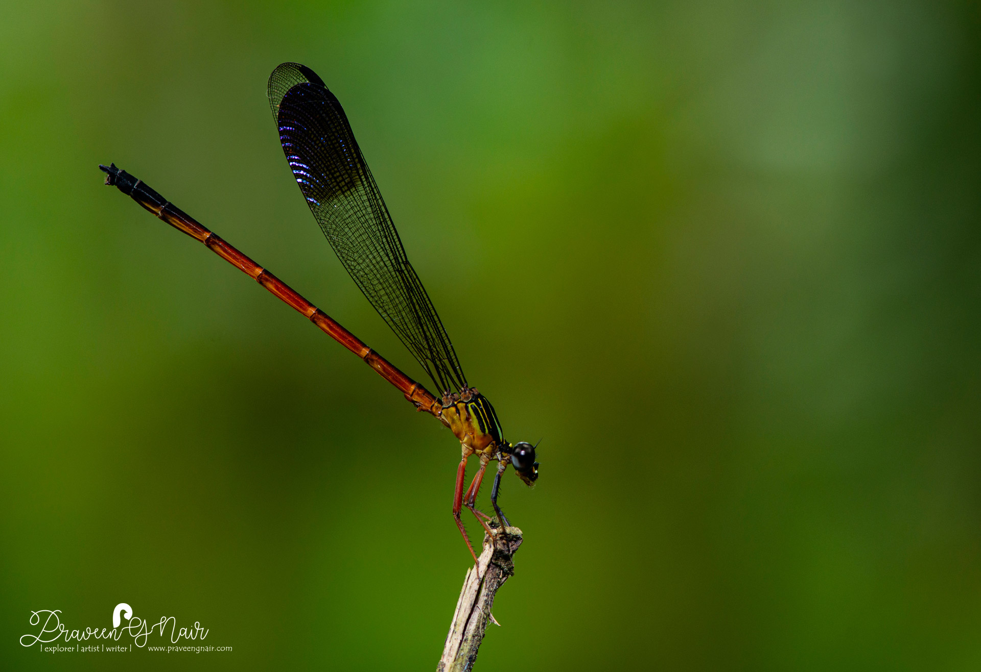 Euphaea fraseri, Malabar torrent dart