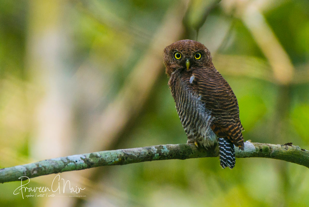 Glaucidium radiatum