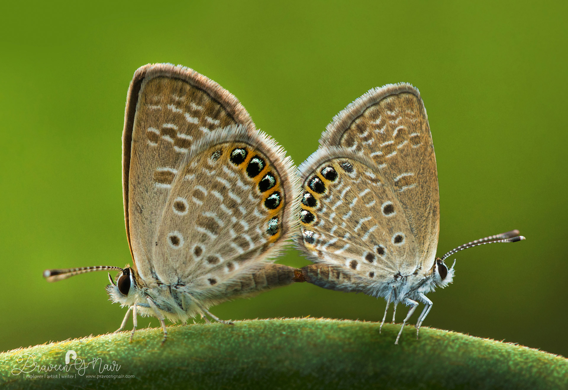 grass jewel butterflies mating also known as Freyeria trochylus