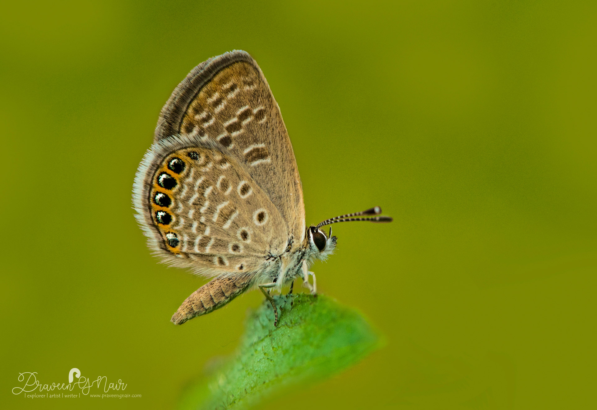 grass jewel butterfly in kerala india