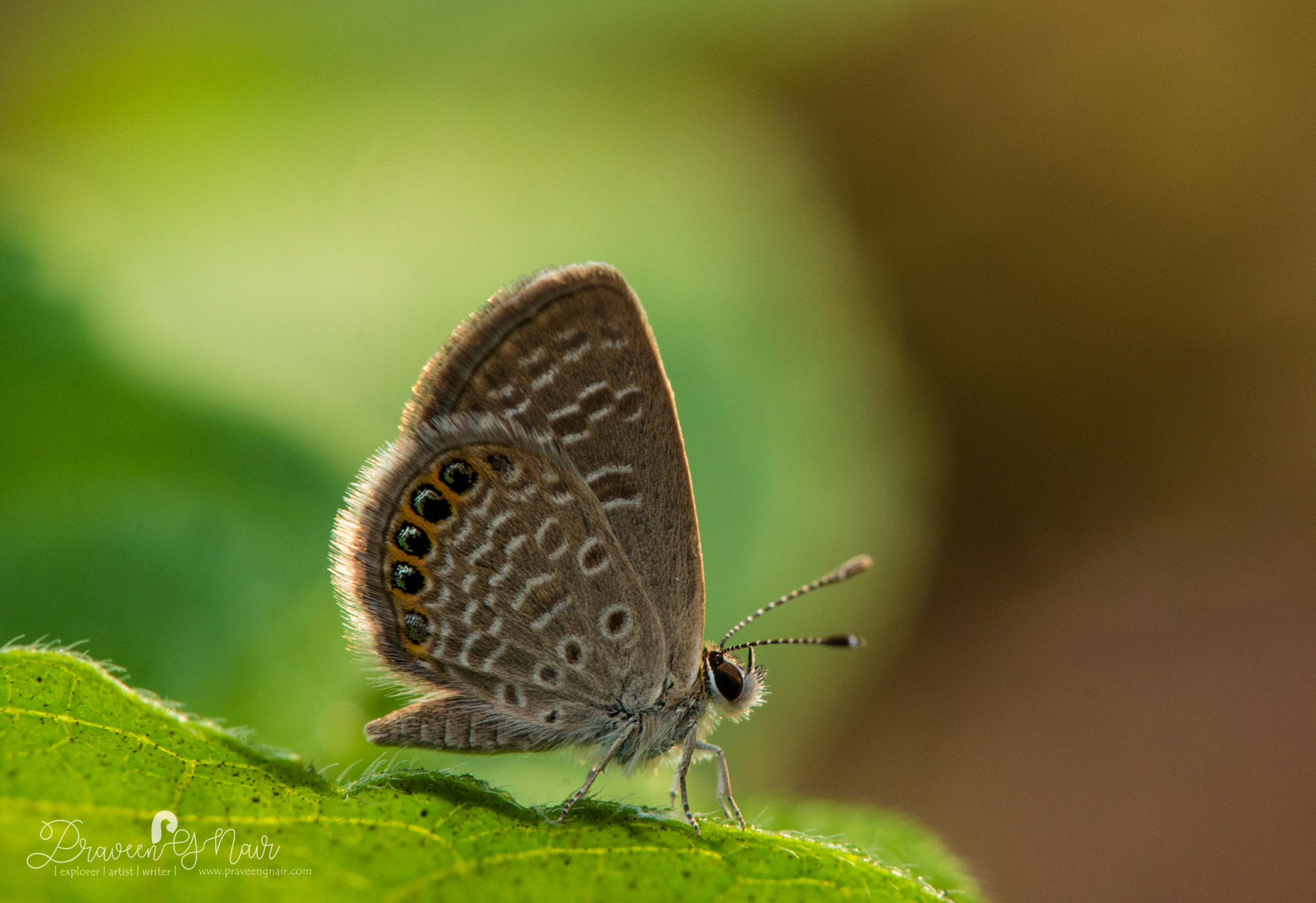 grass jewel butterfly in kerala