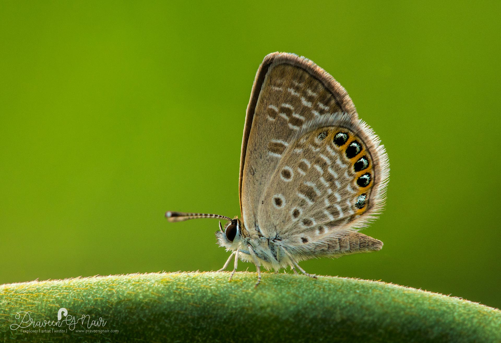 Grass Jewel butterfly or  Freyeria trochylus