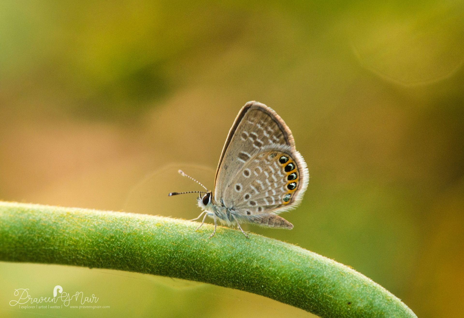 grass jewel butterfly