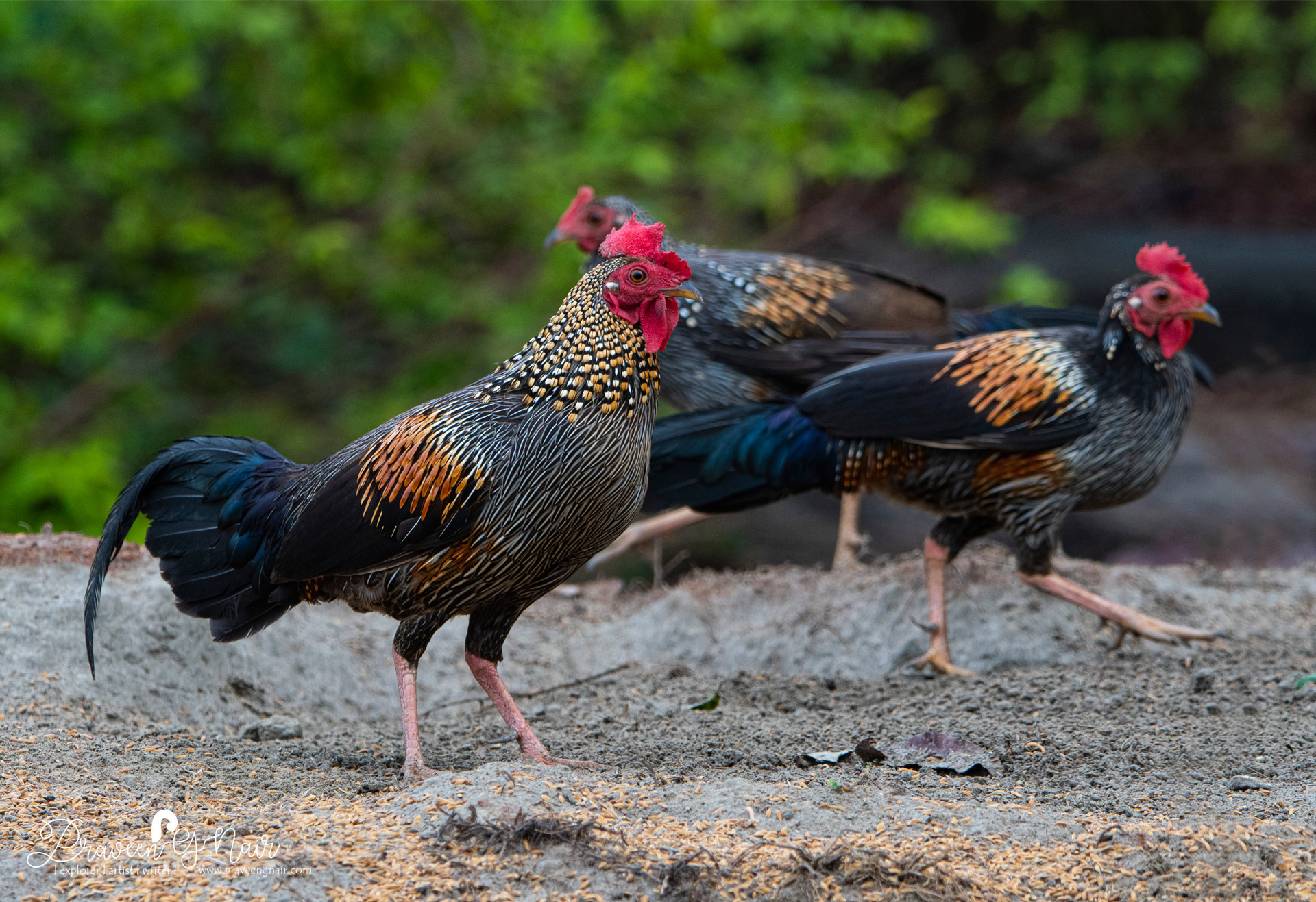 Gray junglefowl Cock Thattekad Bird Sanctuary