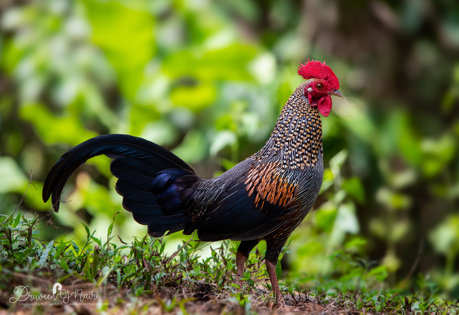 Gray Junglefowl Cock