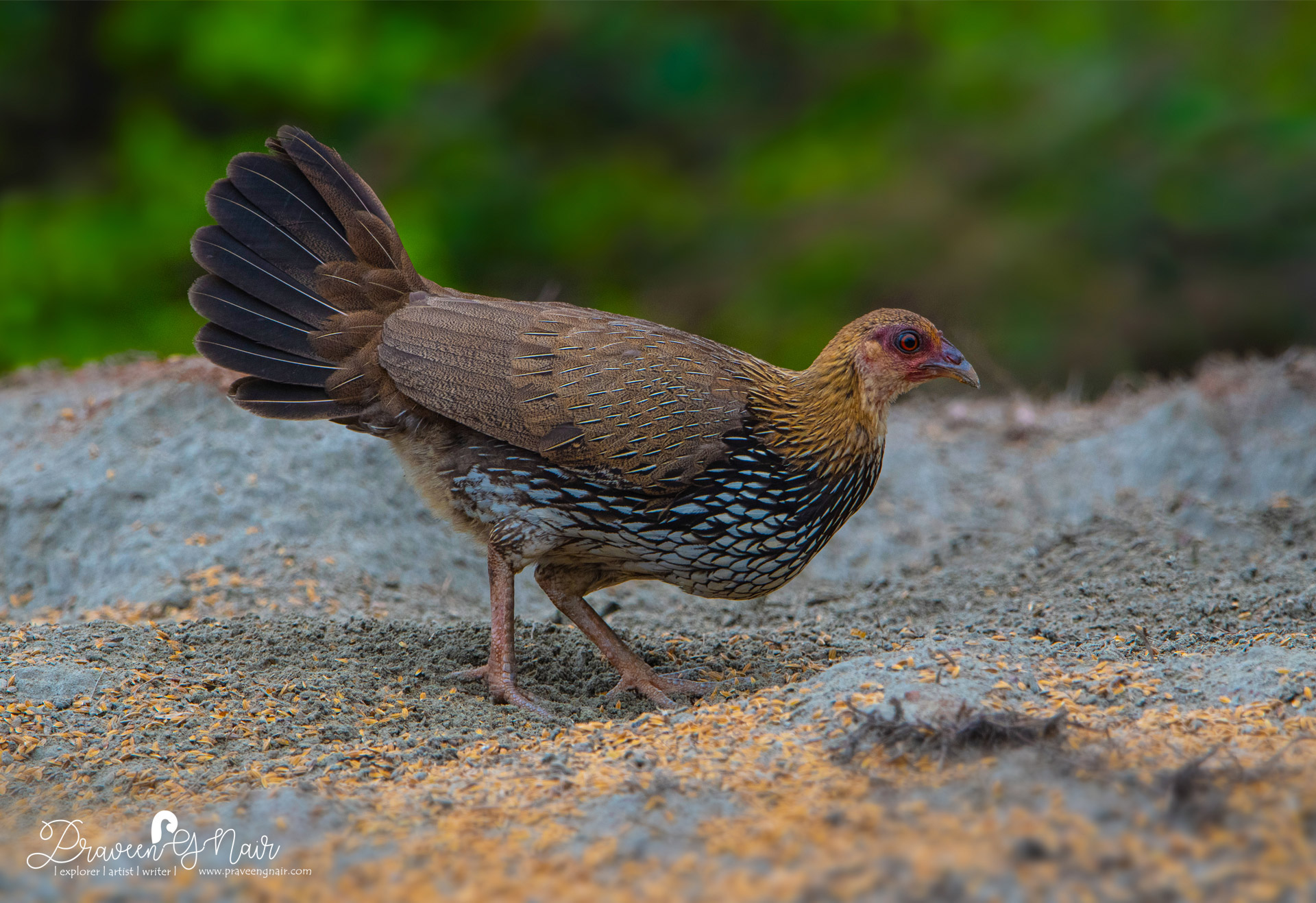 Gray Junglefowl Hen