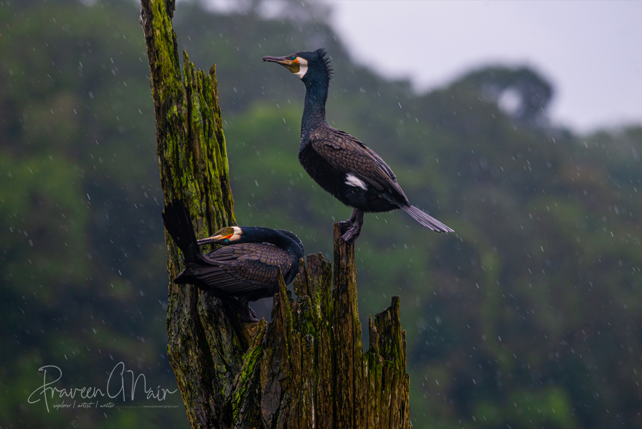 great cormorant pair in thekkady lake, Phalacrocorax carbo