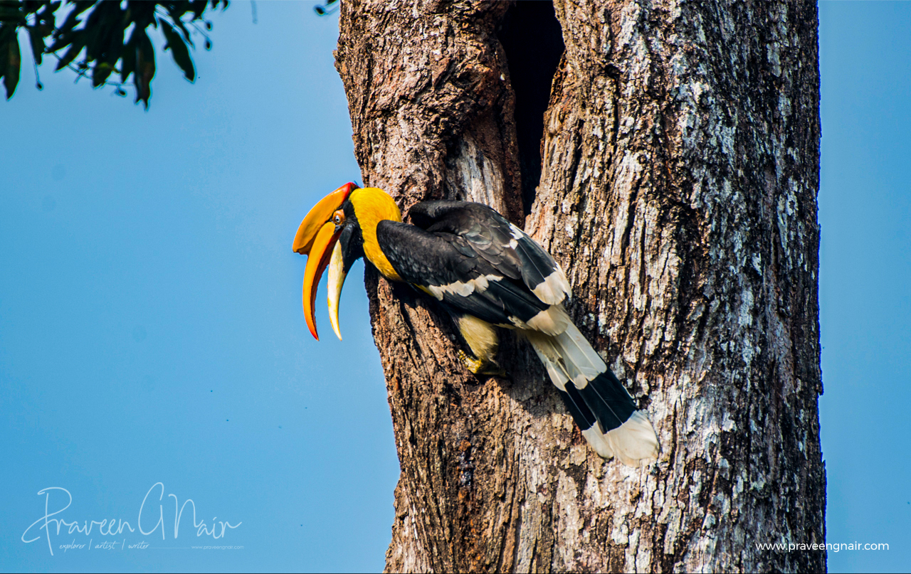 great hornbill, Buceros bicornis, concave-casqued hornbill, great Indian hornbill, great pied hornbill