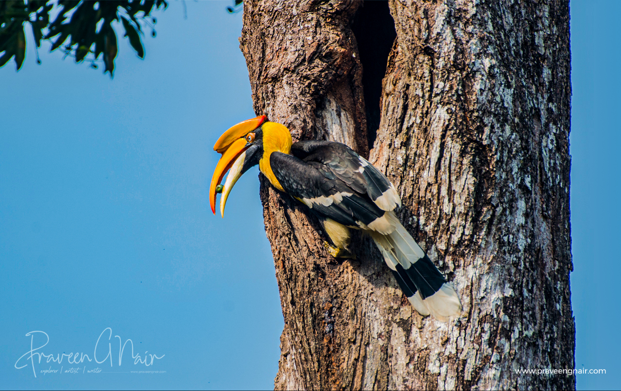 great hornbill, Buceros bicornis, concave-casqued hornbill, great Indian hornbill, great pied hornbill