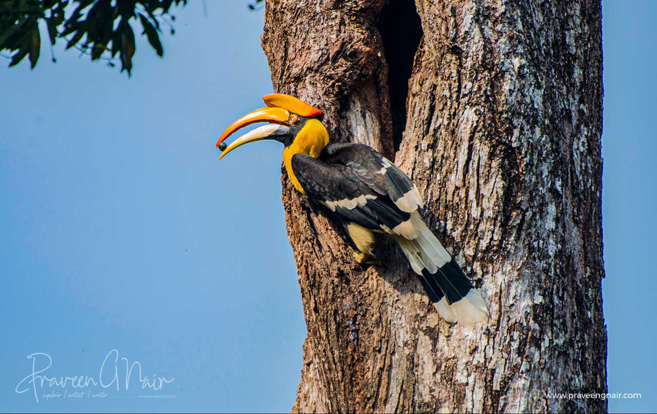 great hornbill, Buceros bicornis, concave-casqued hornbill, great Indian hornbill, great pied hornbill