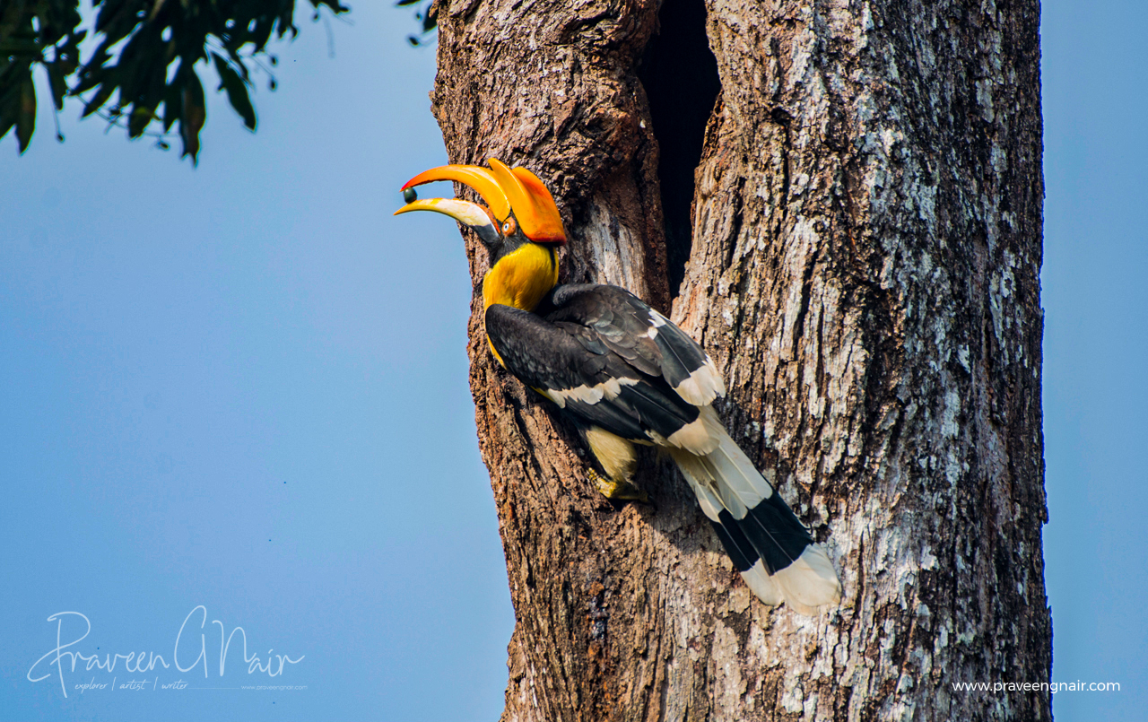 great hornbill, Buceros bicornis, concave-casqued hornbill, great Indian hornbill, great pied hornbill