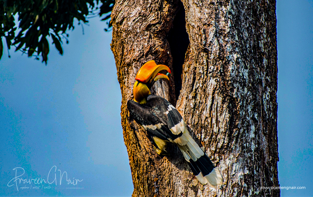great hornbill, Buceros bicornis, concave-casqued hornbill, great Indian hornbill, great pied hornbill