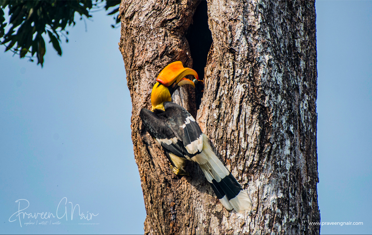 great hornbill, Buceros bicornis, concave-casqued hornbill, great Indian hornbill, great pied hornbill