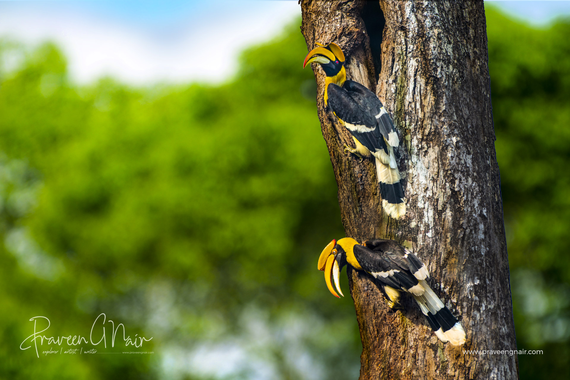 Great hornbill Pair, great Indian hornbill Pair